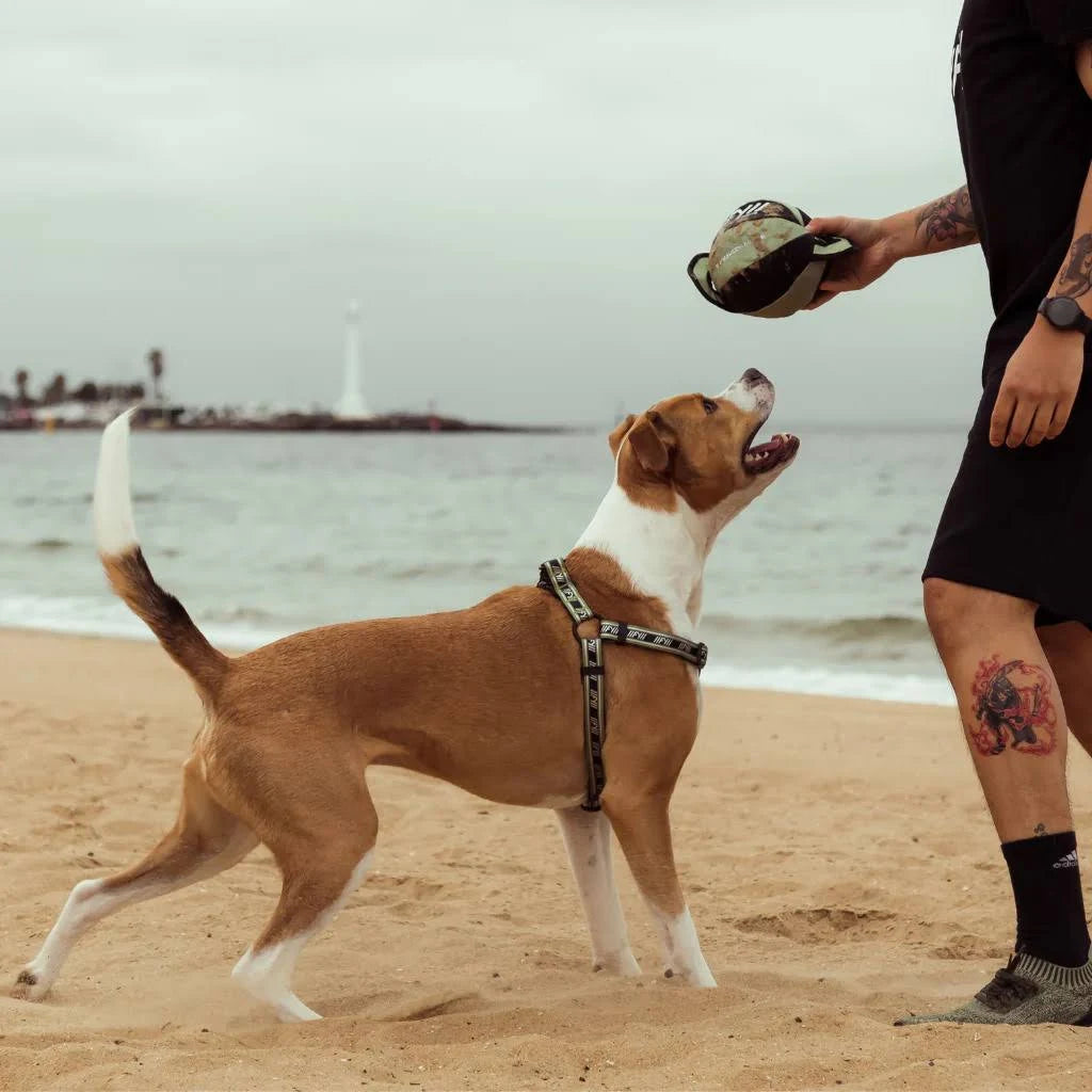 FuzzYard Active Strap Dog Harness Green XS