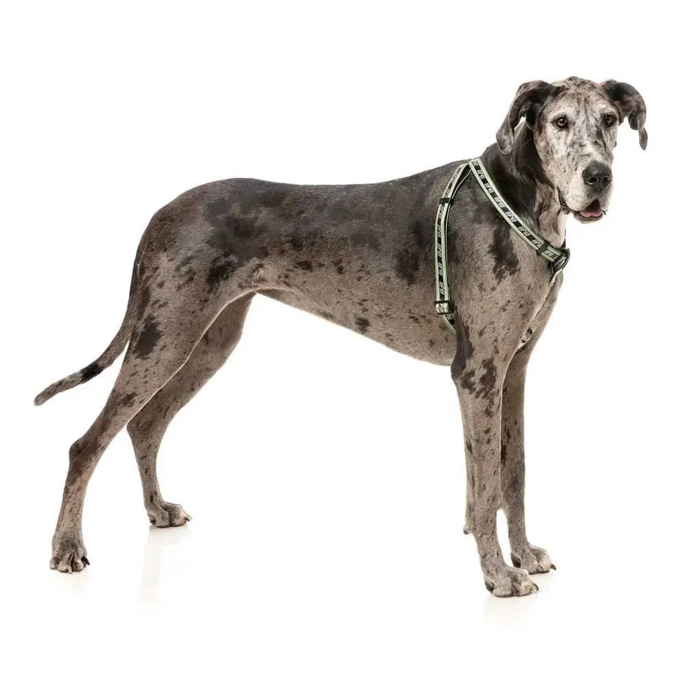 FuzzYard Active Strap Dog Harness Green XS