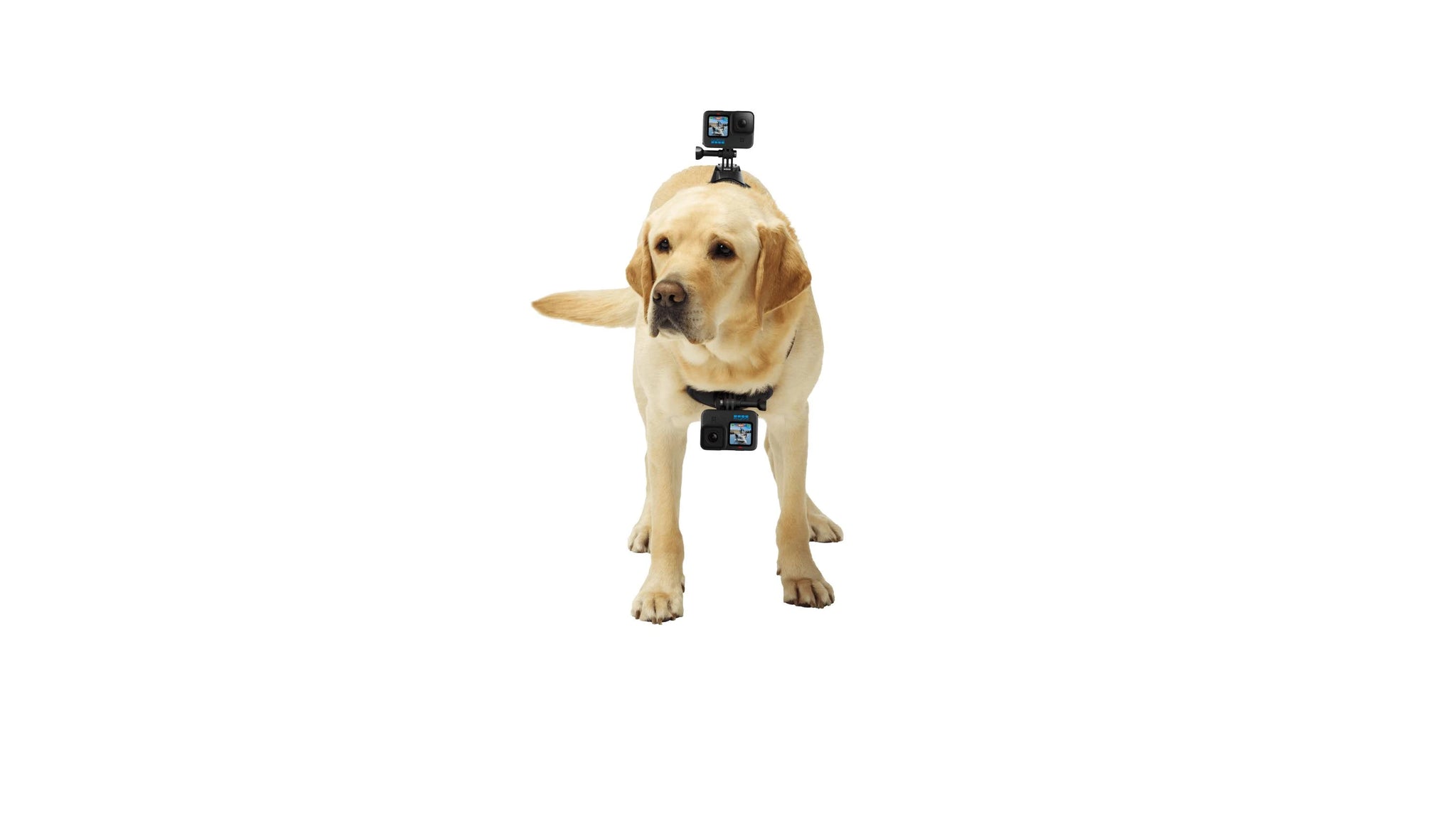 GoPro - Fetch Dog Harness