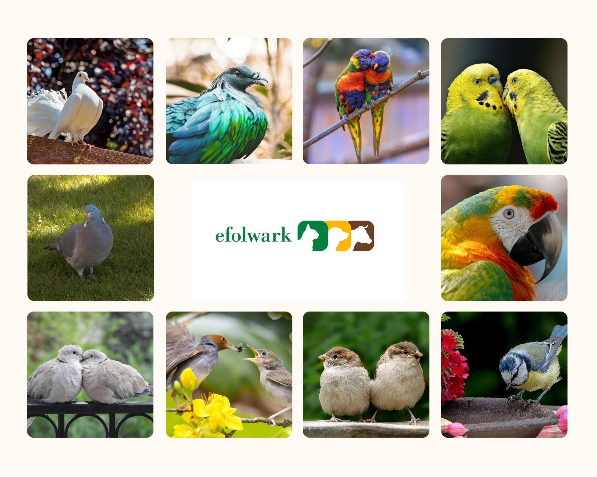 Trixie Aviary Water Dispenser - 1 Lt