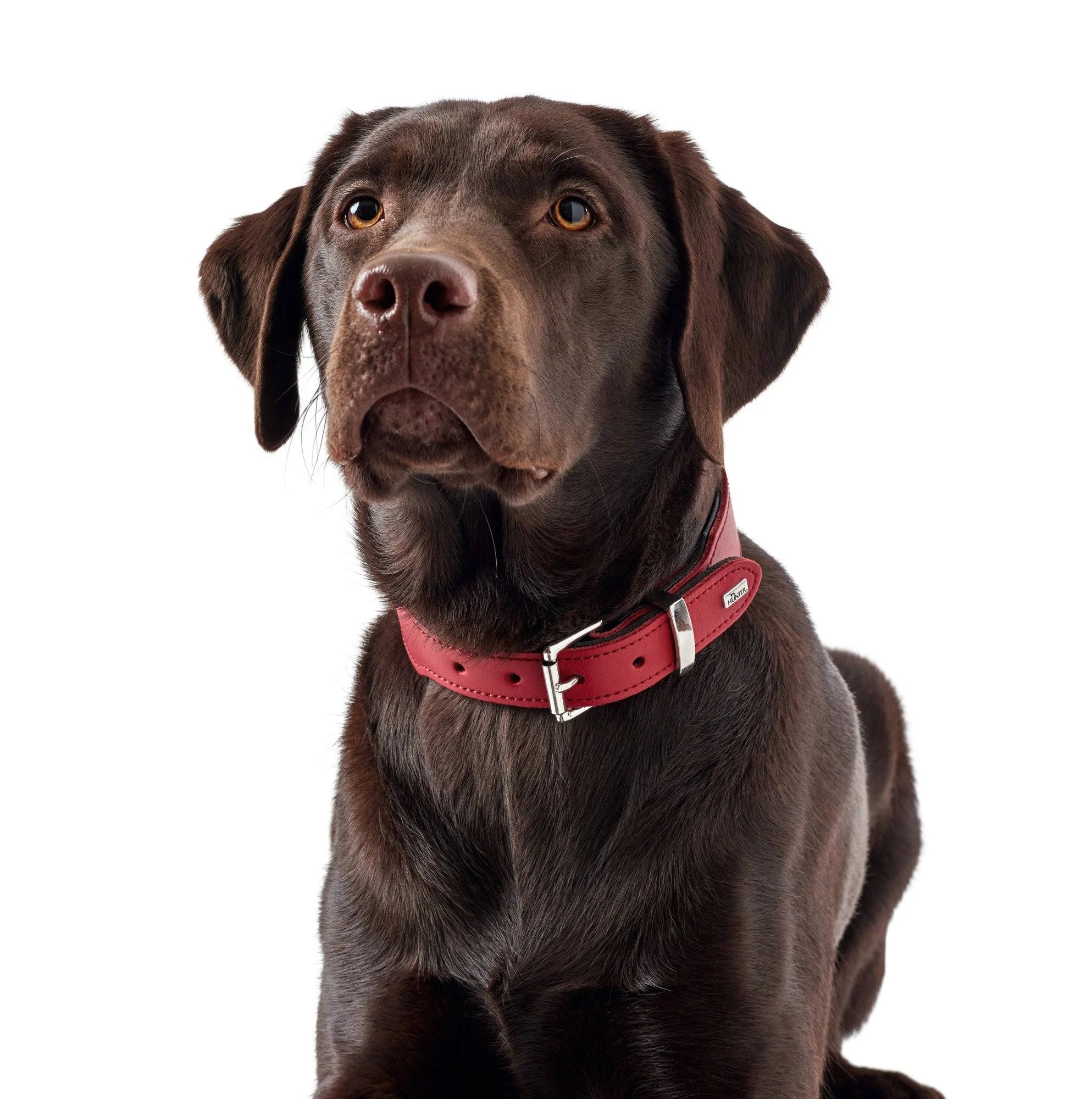 Hunter Hundehalsband Basic, 47-54 cm, Brown/Black