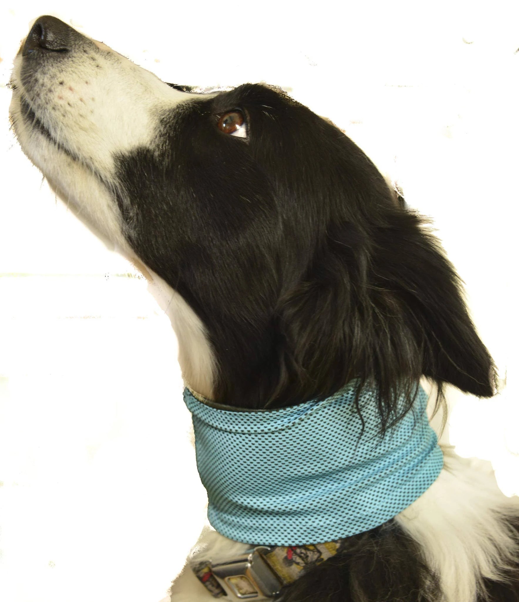 PROtastic Cooling Dog Bandana - Great Alternative To A Cool Mat Keeping Your Pet ...