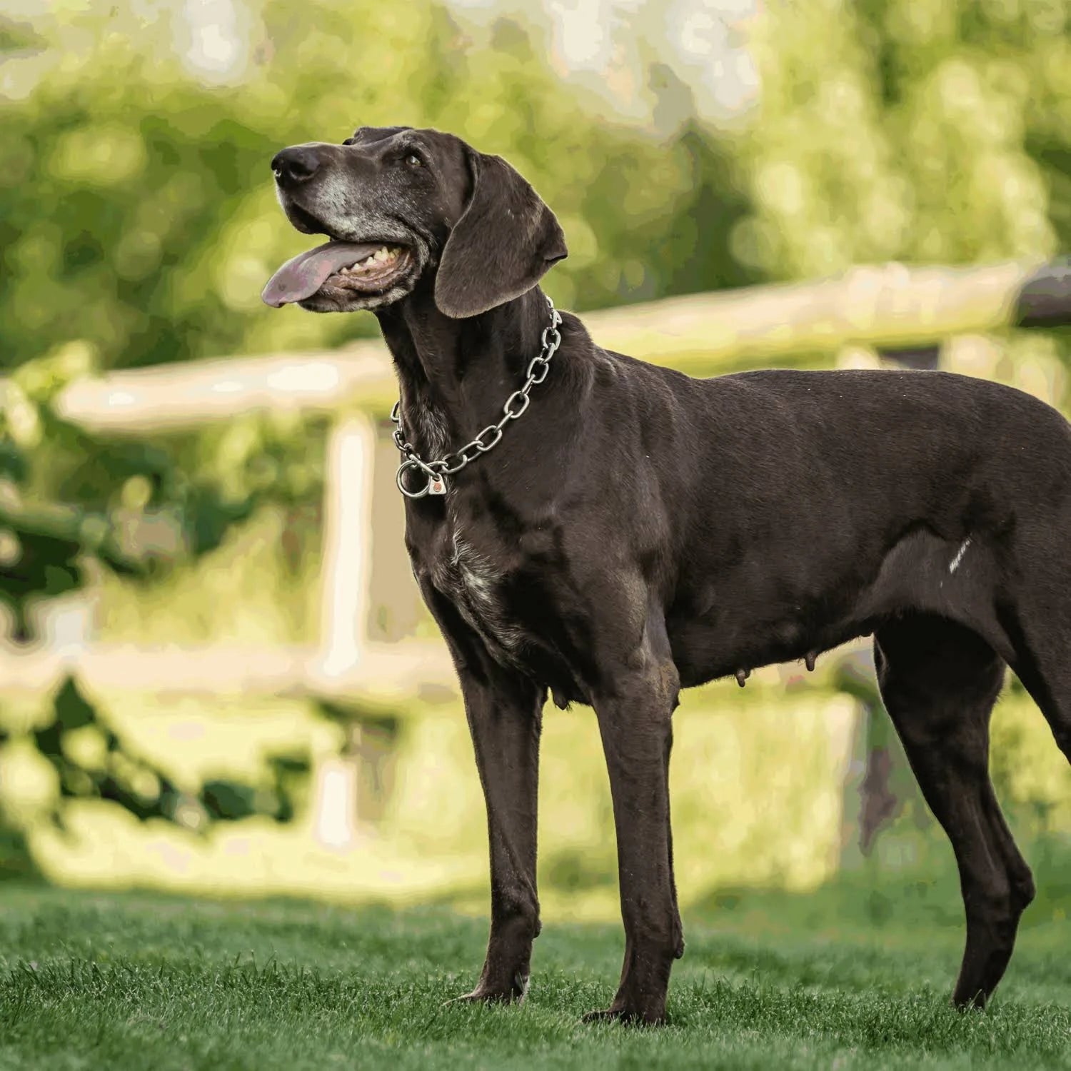 HS Sprenger Silver 4mm Links Semi-Long Dog Collar (74 cm)