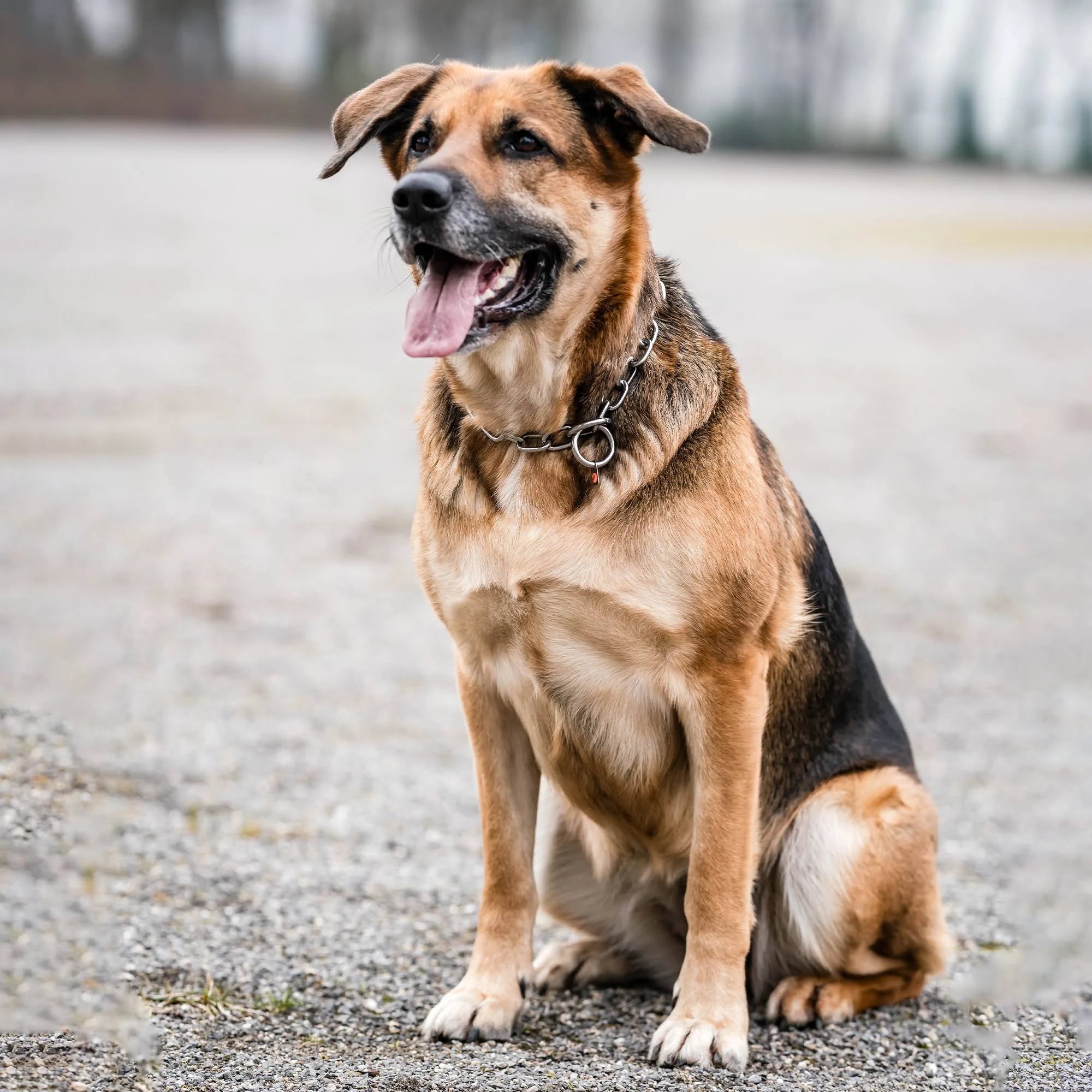 HS Sprenger Silver 4mm Links Semi-Long Dog Collar (74 cm)