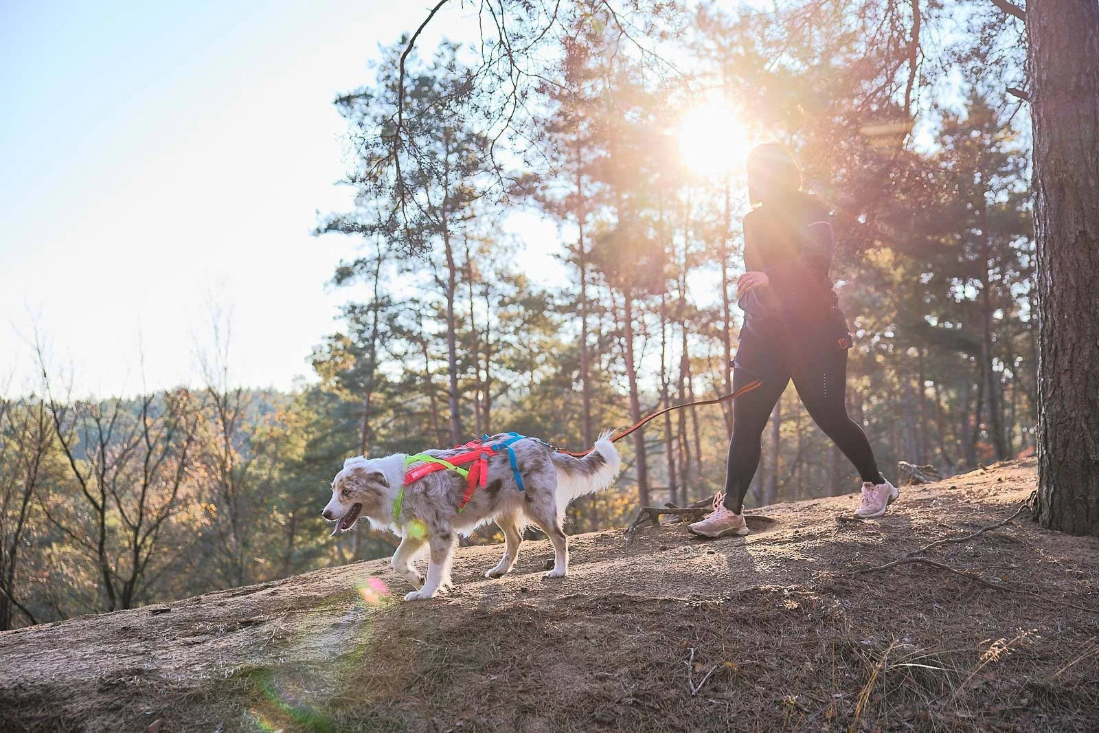 Non-Stop Dogwear - Freemotion Harness 5.0 - Limited Edition