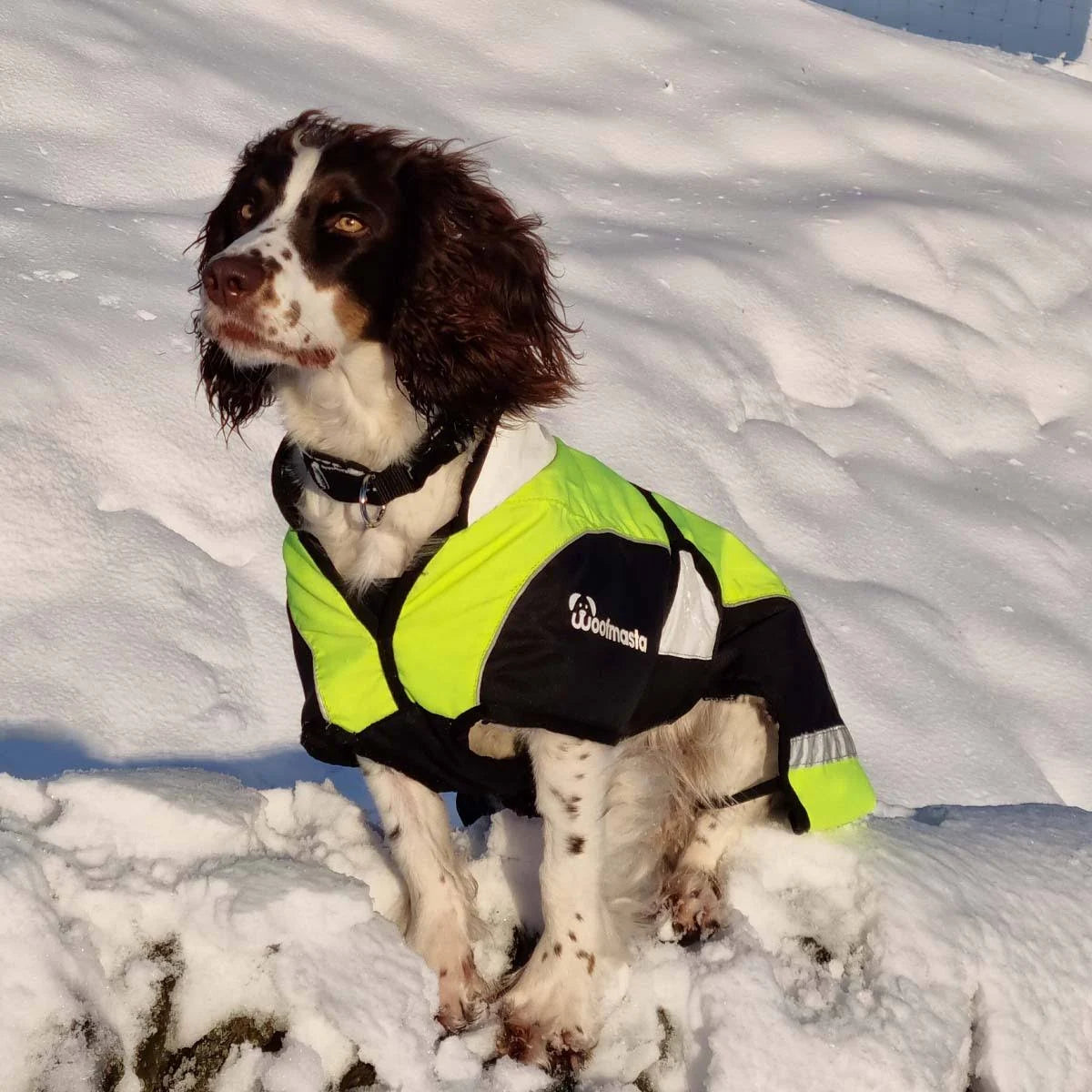 Woofmasta Hi Vis Dog Coat Waterproof | High Visibility Dogs Raincoat Jacket ...