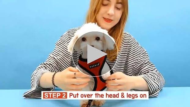 Puppia Vivien Harness A, Small, Royal Blue