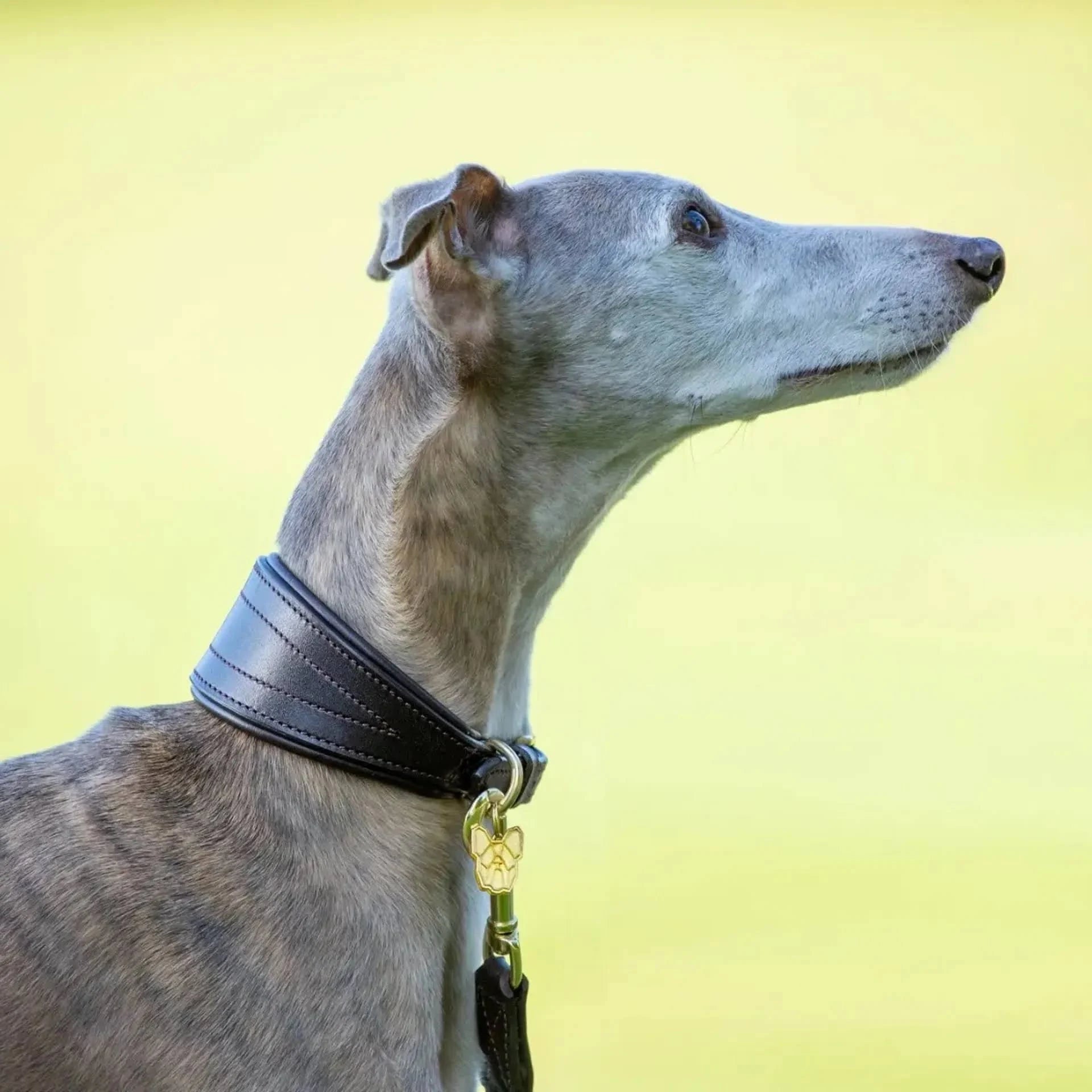 Digby & Fox Padded Greyhound Collar Black Small