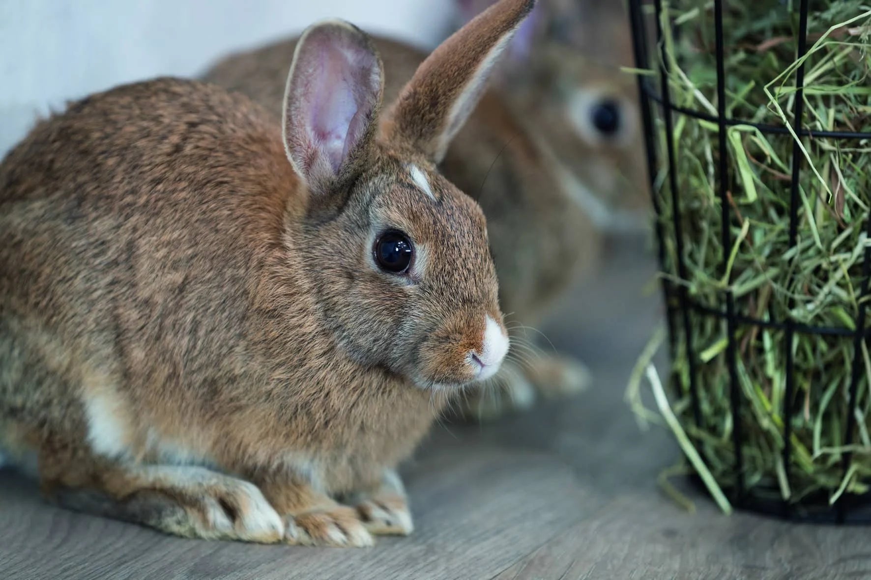 Trixie Hay Manger For Hanging