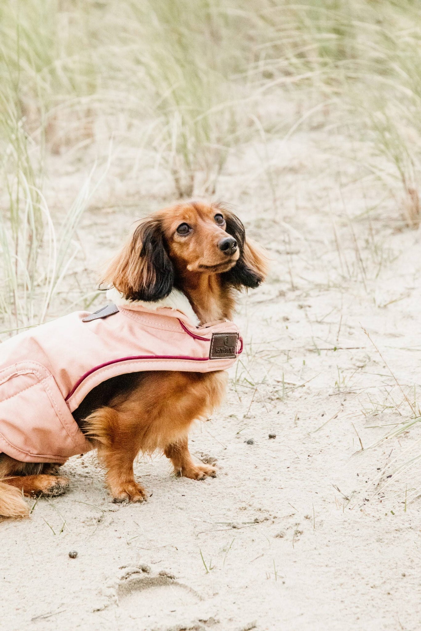 Kentucky Dogwear Waterproof Dog Coat 160g, Dusty Blue - XXS