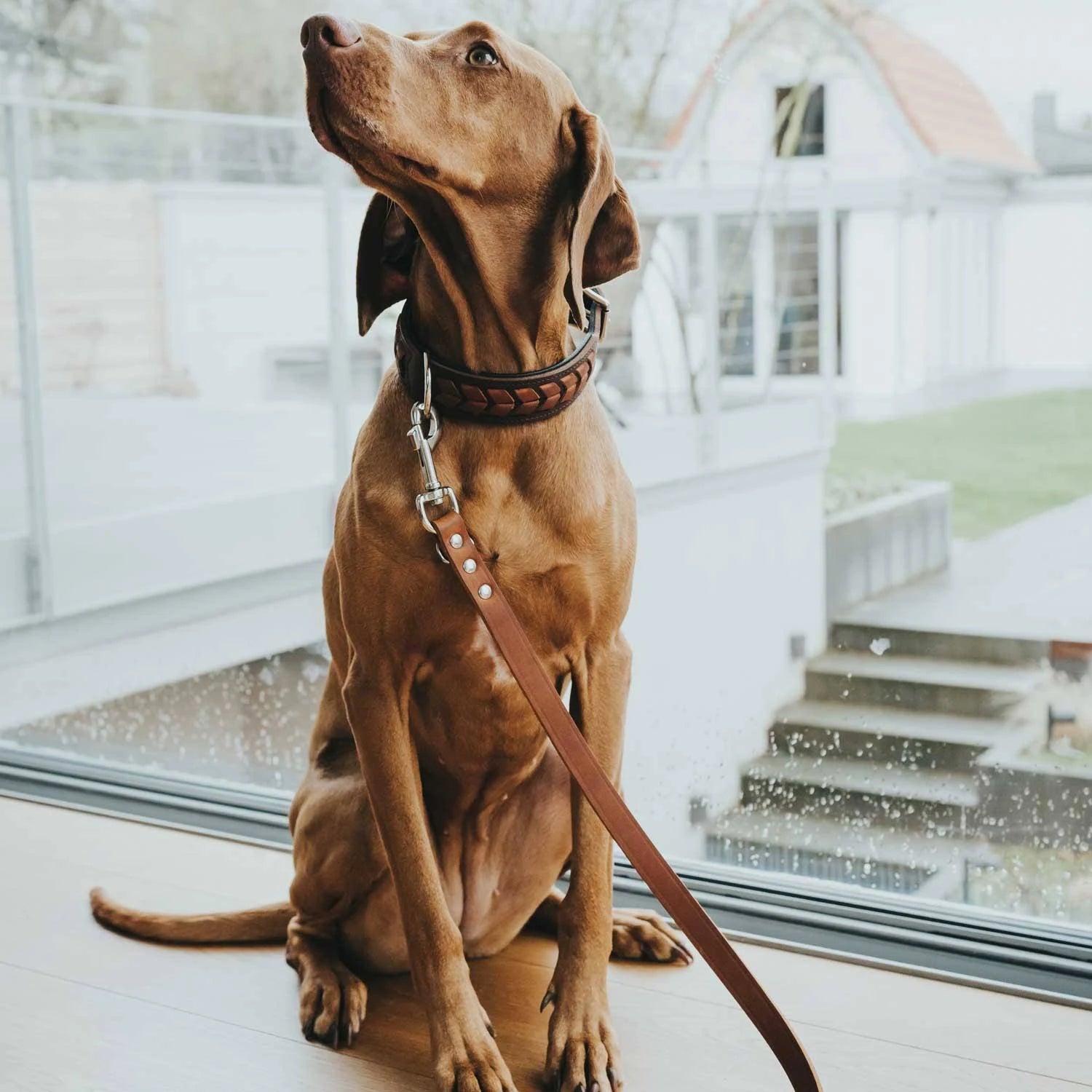 Hunter El Paso Collar Dark Brown/Black M/L