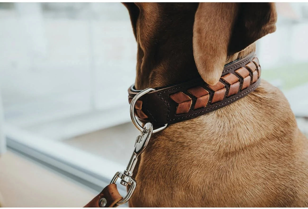 Hunter El Paso Collar Dark Brown/Black M/L