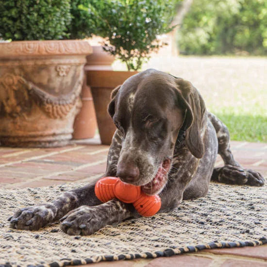 PetSafe Sportsmen Squeak N Treat Troog Refillable Dog Dispensing Toy, Medium