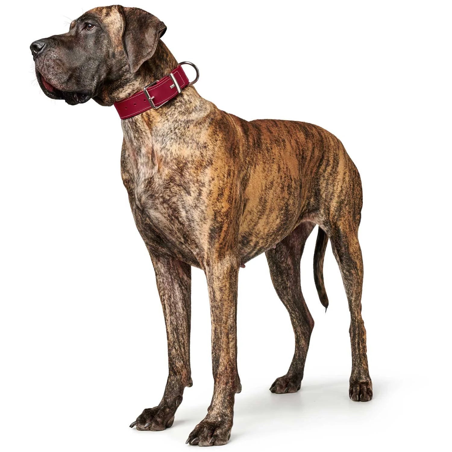 Dog Collars Hunter Leather Dog Collar Aalborg Special