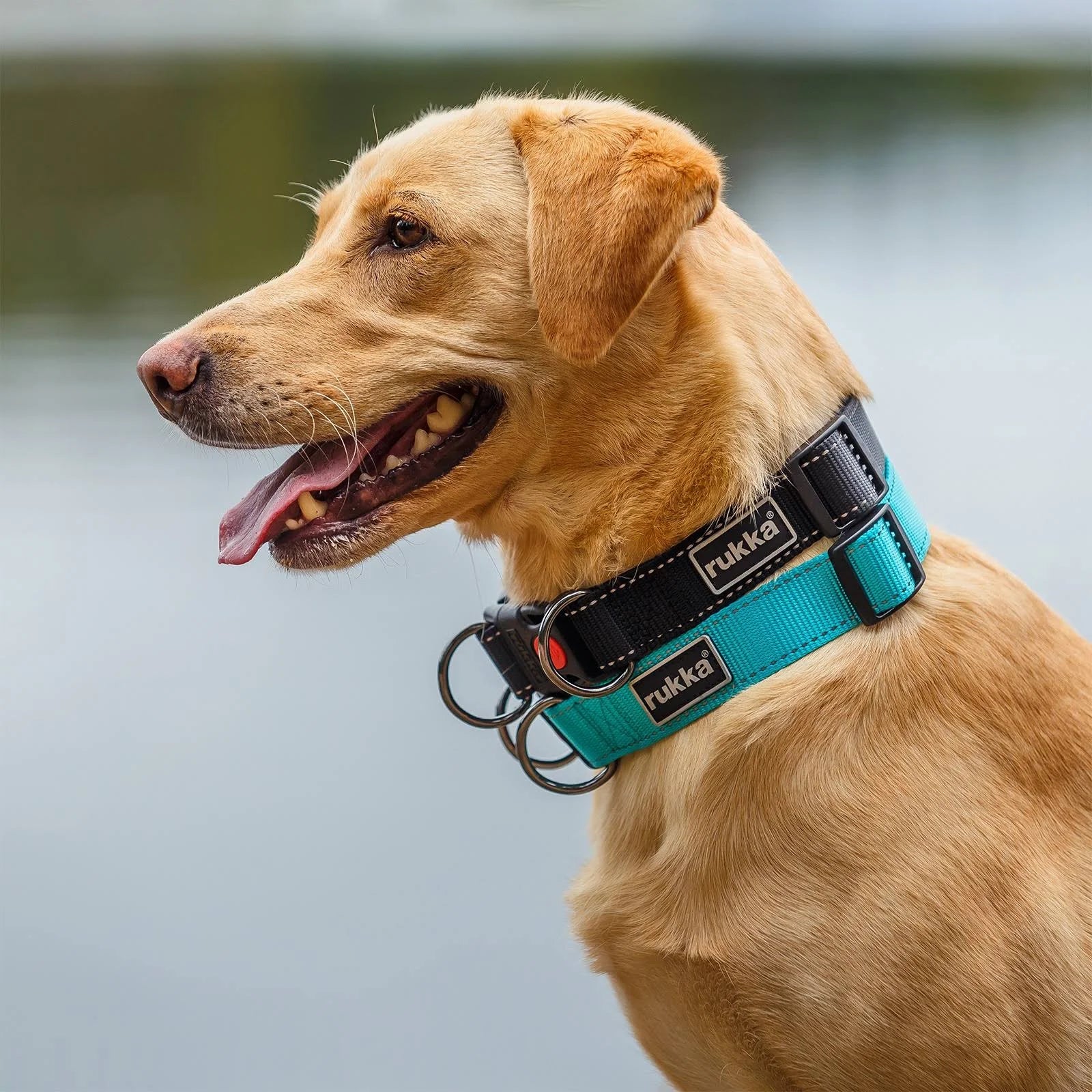 Rukka Pets Bliss Dog Collar (Black, S)