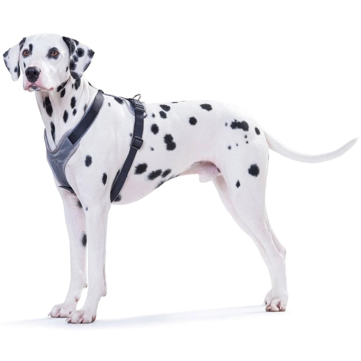 Neoprene Dog Harness M2 - Durable and Comfortable | Hunter Black/Grey / XS - Neck ...