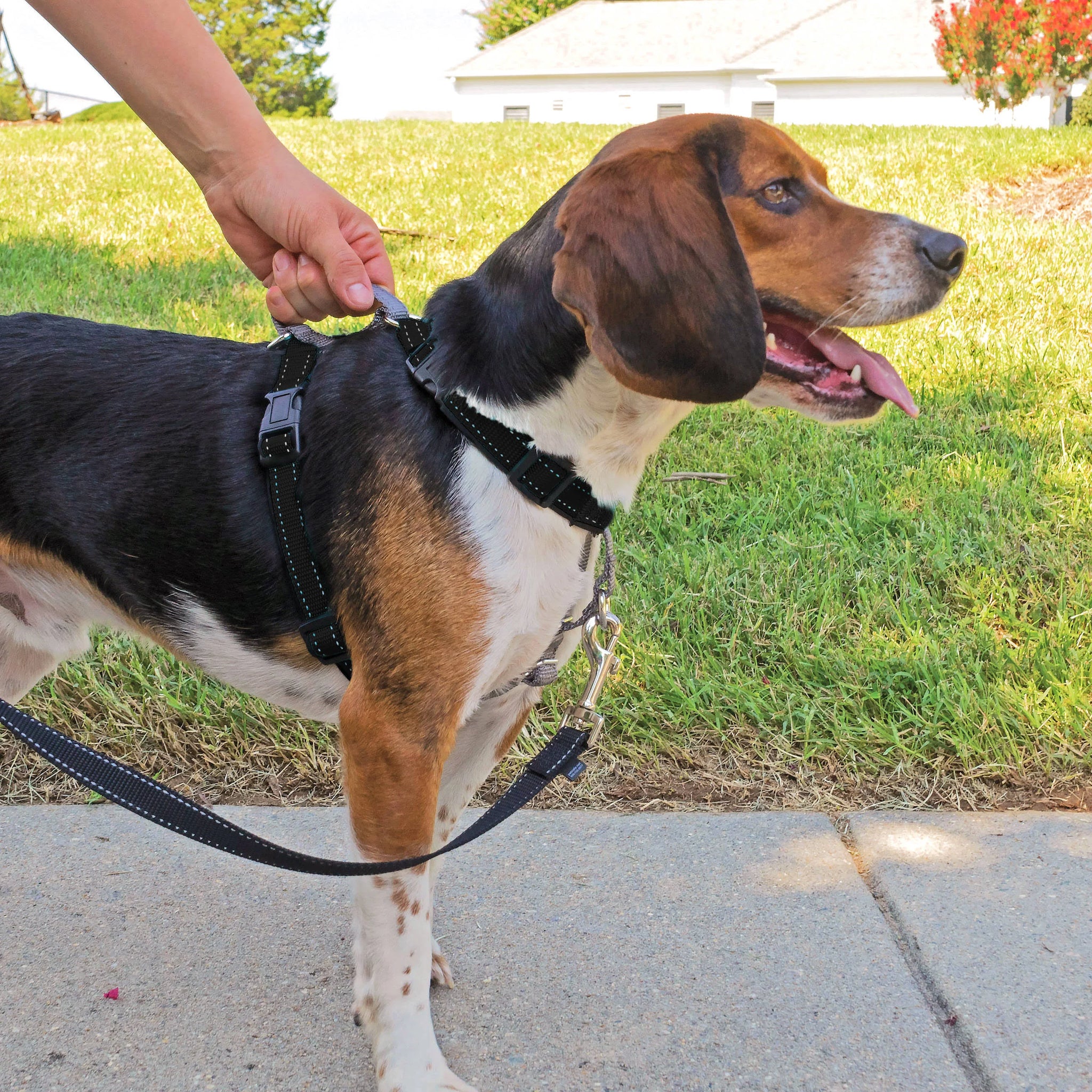 PetSafe 3 in 1 Harness and Car Restraint Small