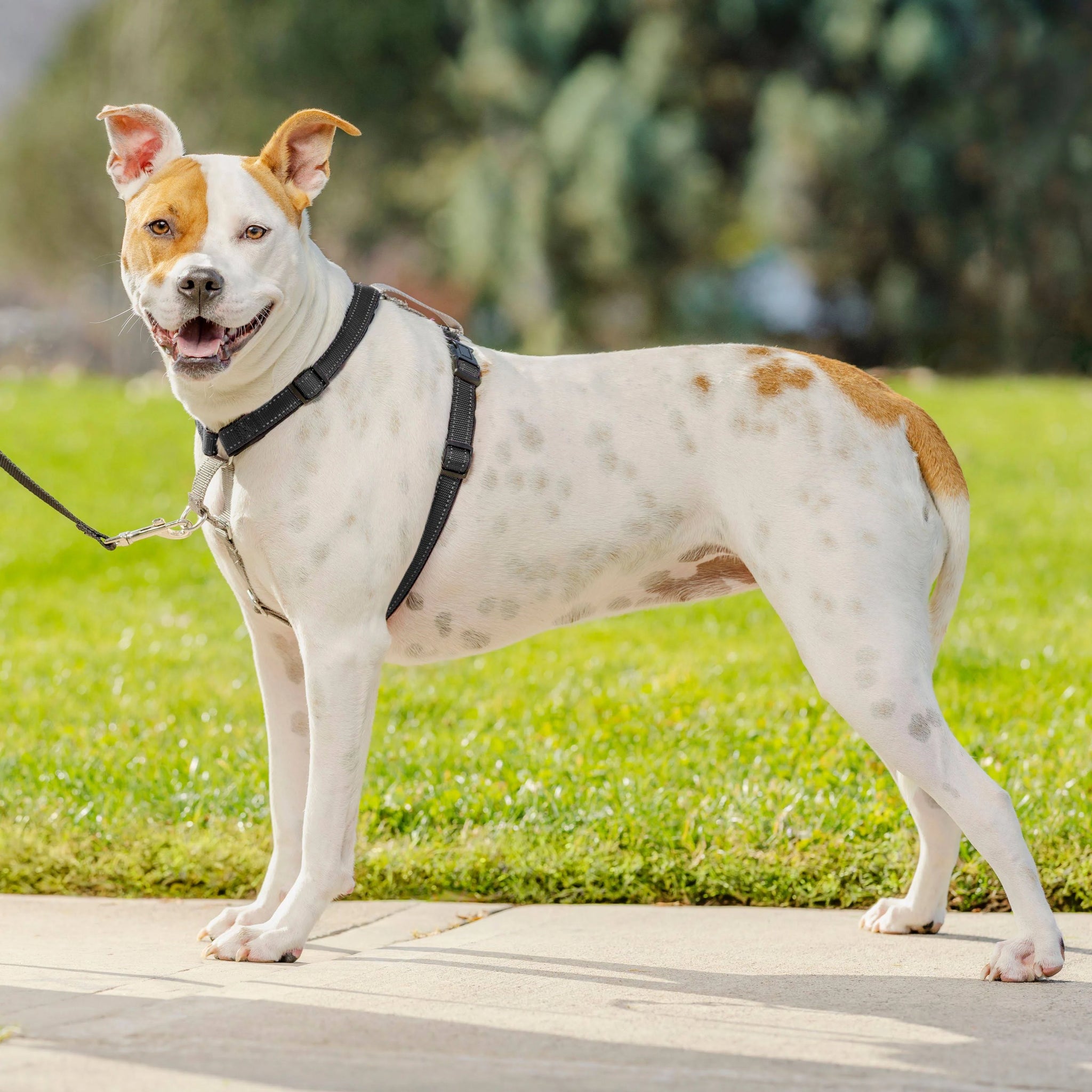 PetSafe 3 in 1 Harness and Car Restraint Small