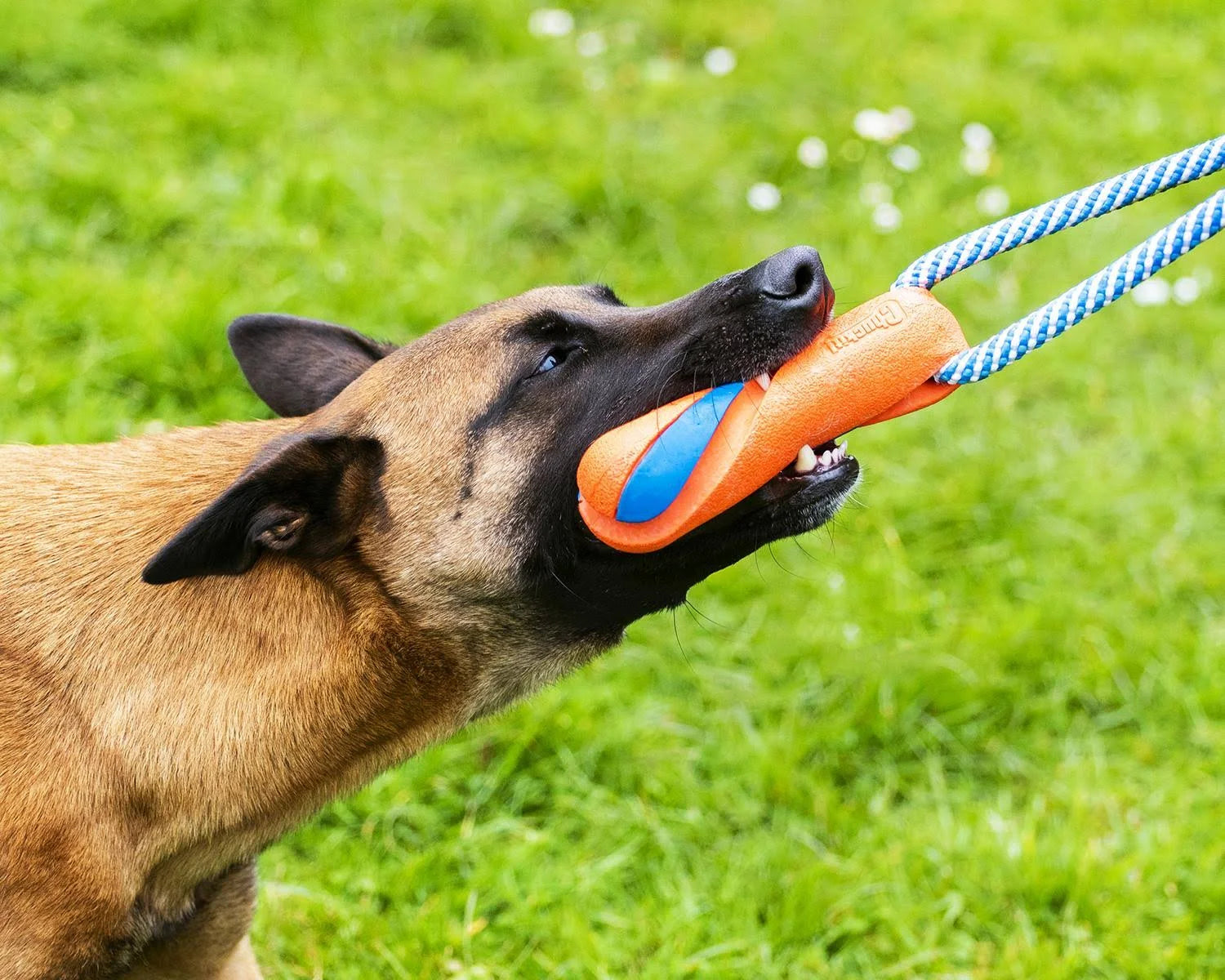 Chuckit Ultra Bumper Tug - Dog Toy
