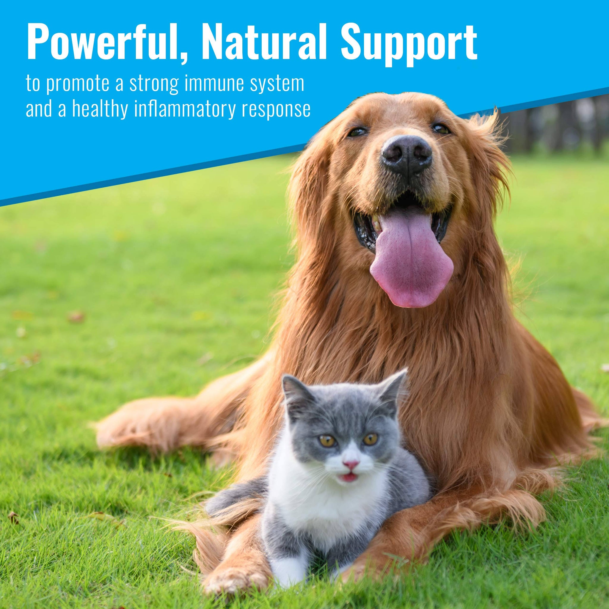 Canine Matrix Organic Mushroom Supplement For Dogs, MRM Recovery, 200