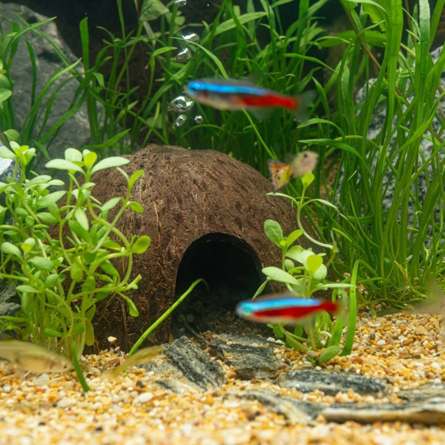 Interpet Internal Cartridge Filter CF Mini - 3 Month Service Kit