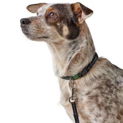 Vario Basic Tripoli Collar - Reflective and Stylish | HUNTER Pink / XS-S Length ...
