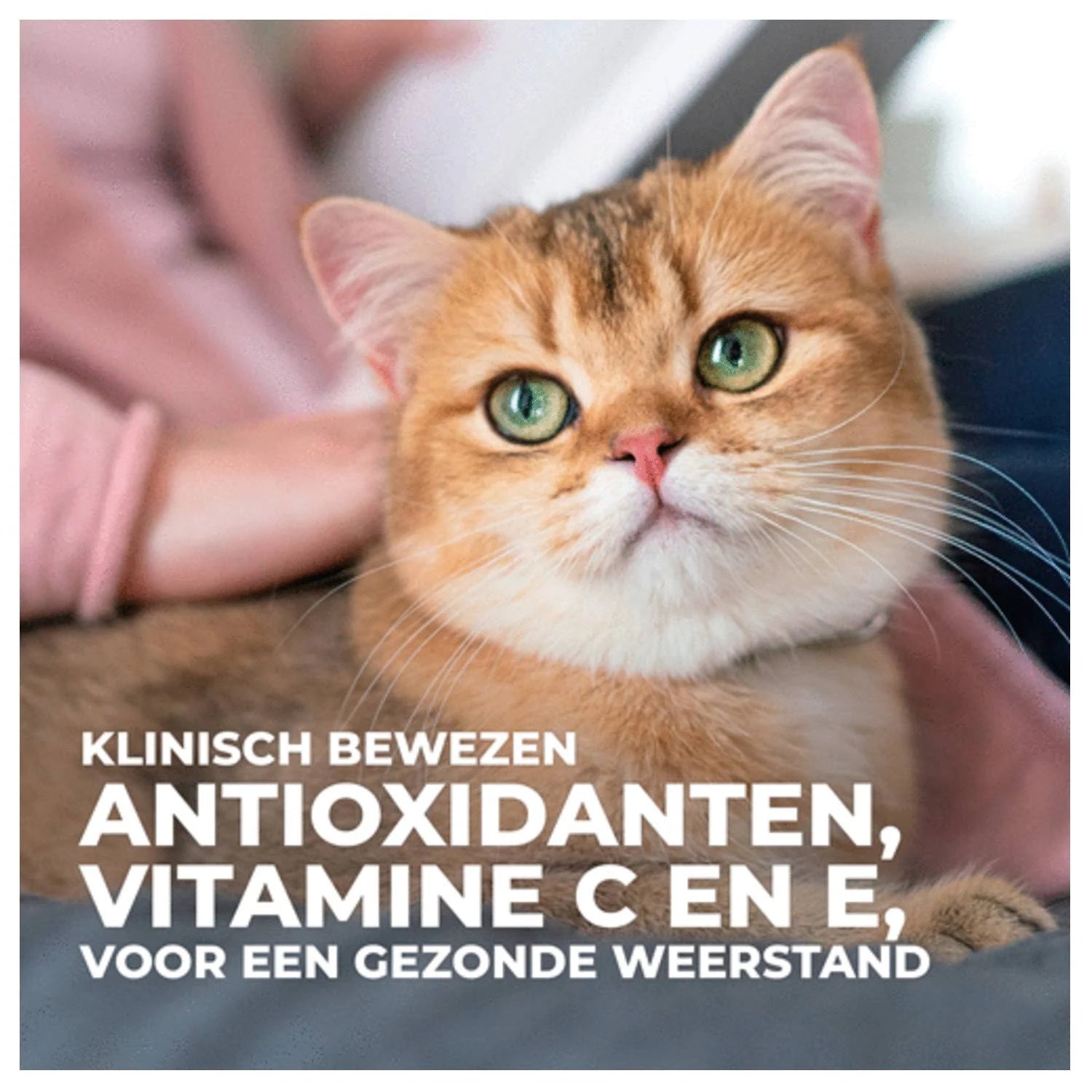 Hill's Cat Food Science Plan Feline Adult Oral Care Chicken (1.5kg)