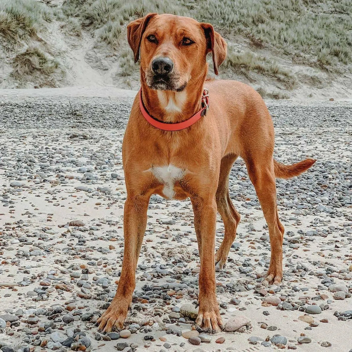 Hunter Convenience Comfort Dog Collar Orange 22-30 cm