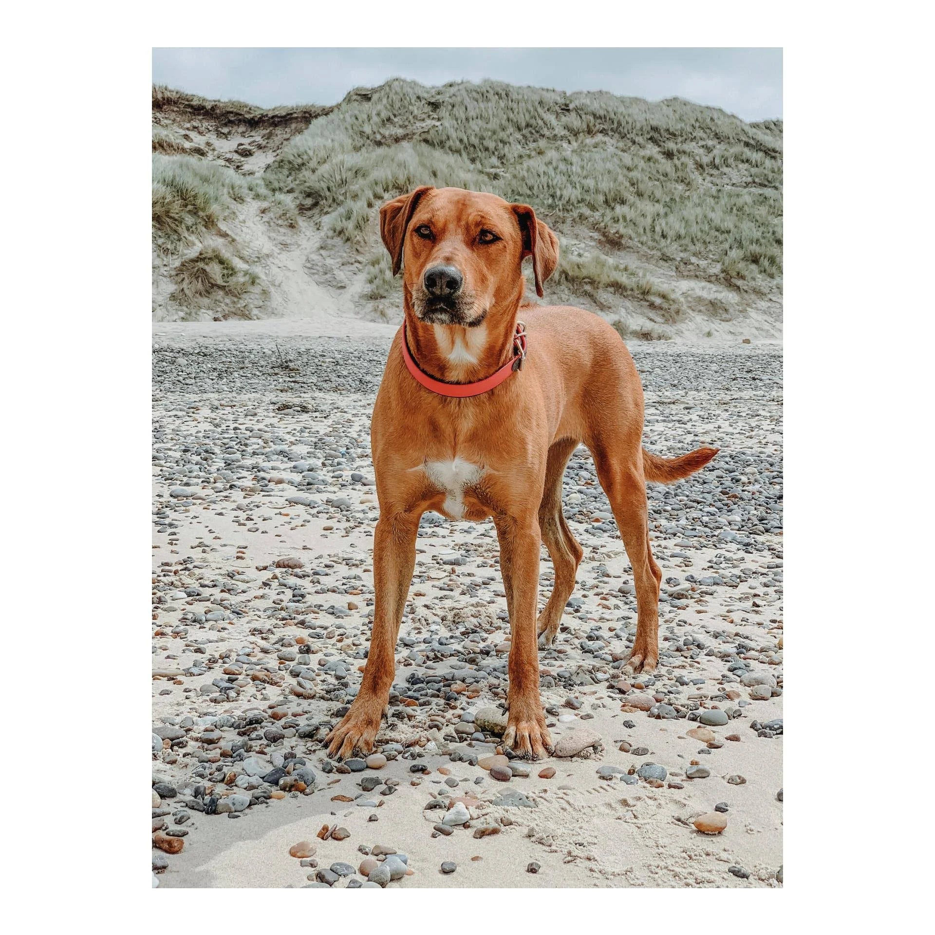 Hunter Convenience Comfort Dog Collar Orange 22-30 cm