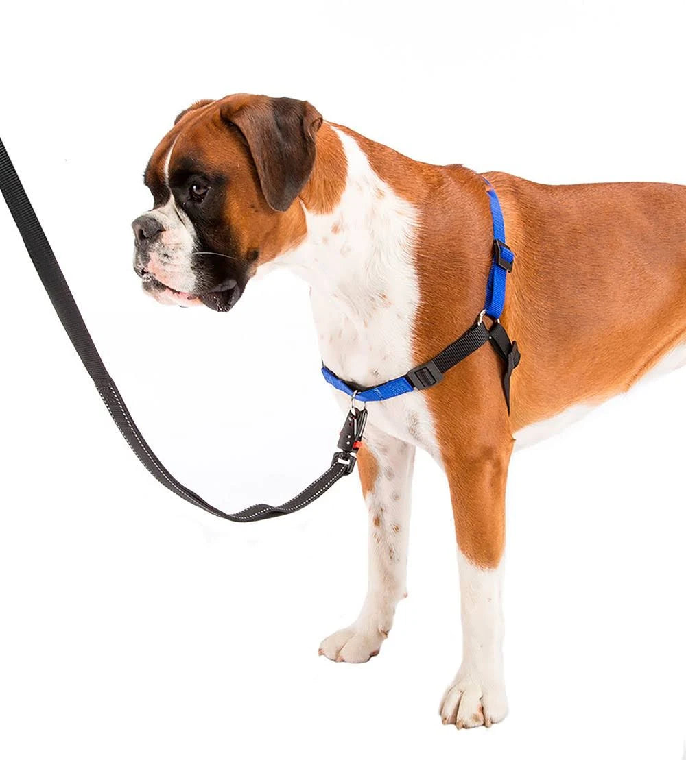 Ferplast Coach P Blue Harness M