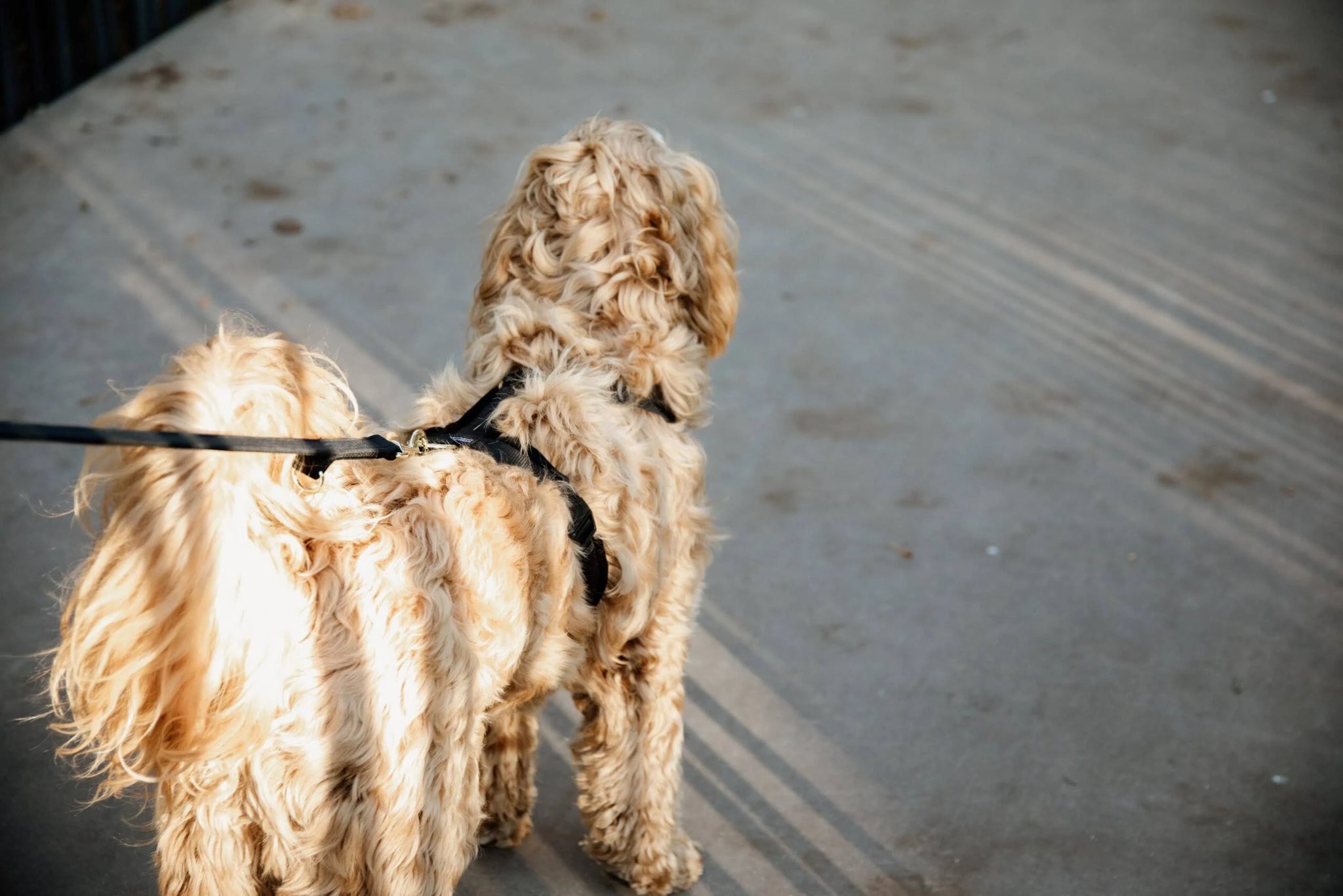 Kentucky Active Velvet Dog Harness Purple 38-58 cm