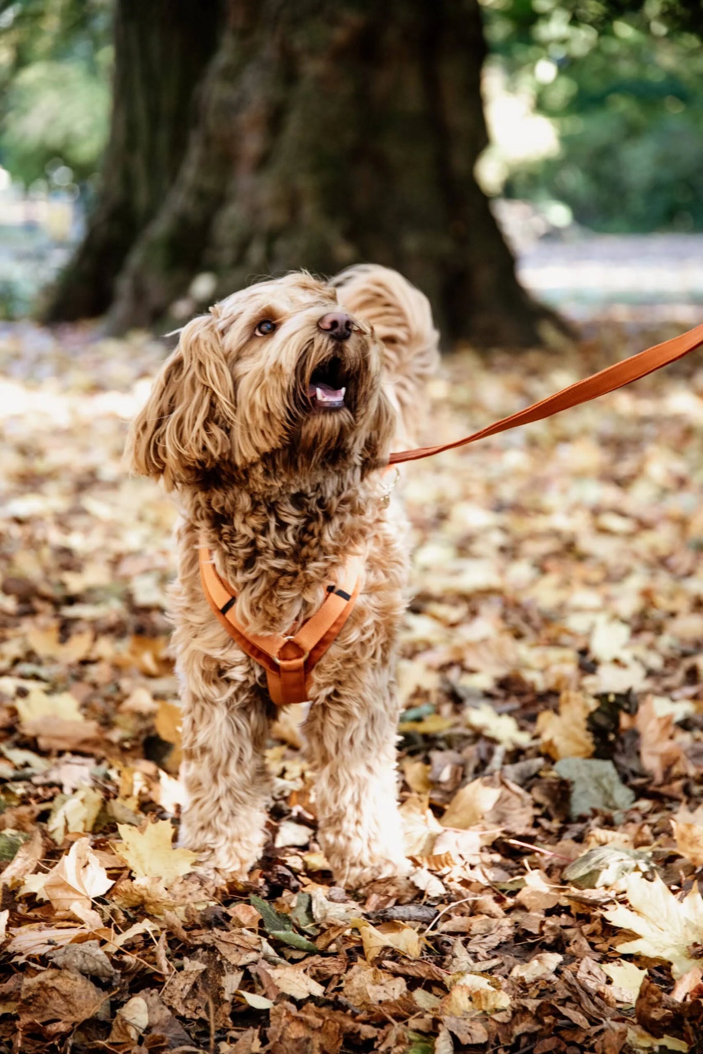 Kentucky Active Velvet Dog Harness Purple 38-58 cm