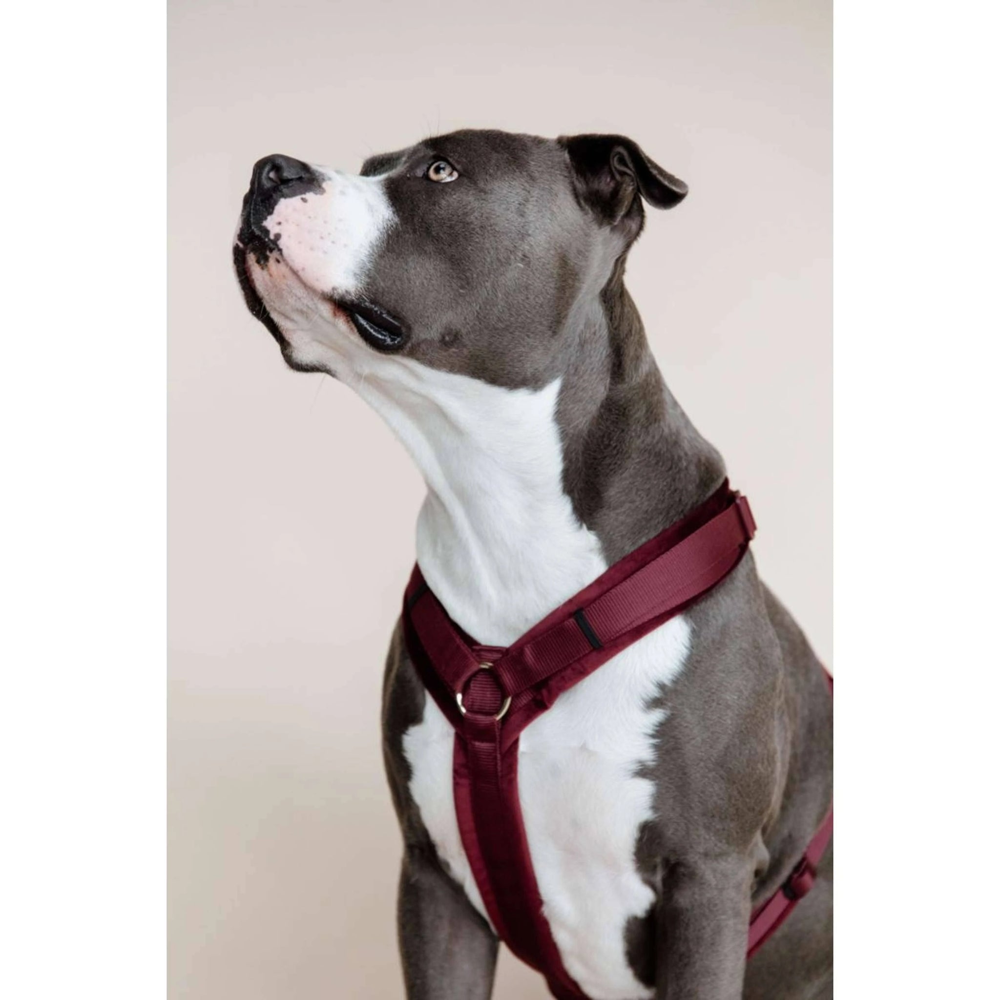 Kentucky Active Velvet Dog Harness Purple 38-58 cm