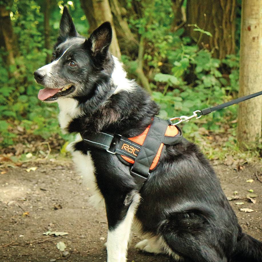 Rac Extra Large Advanced Walking Harness