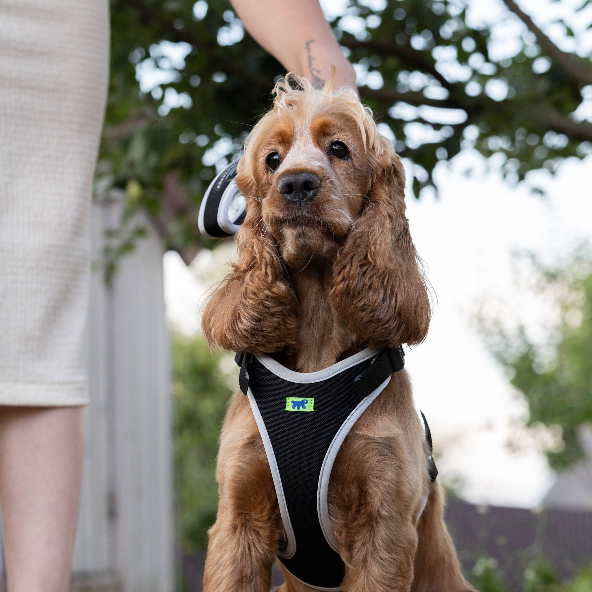 Ferplast Blue Ergocomfort Dog Harness