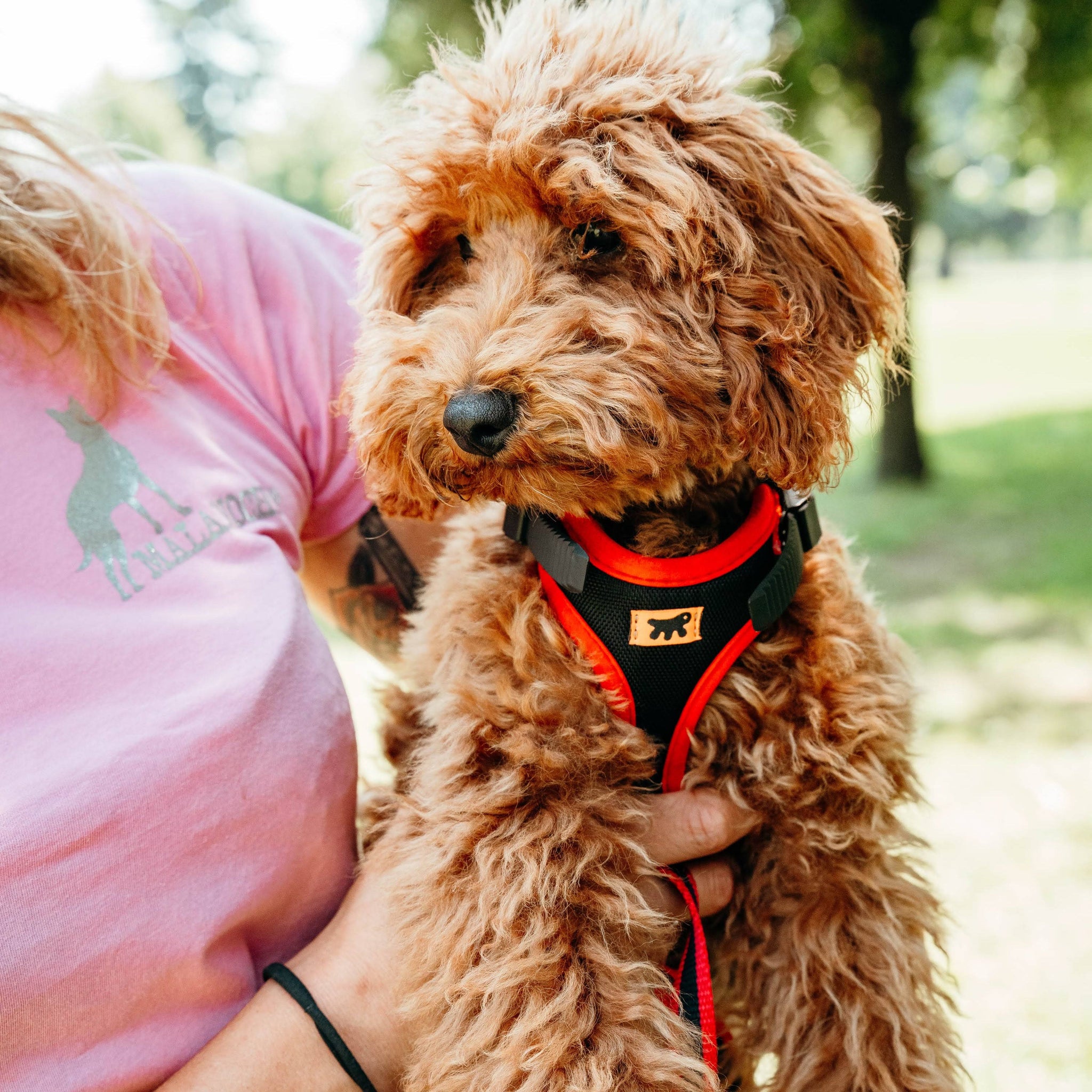 Ferplast Blue Ergocomfort Dog Harness