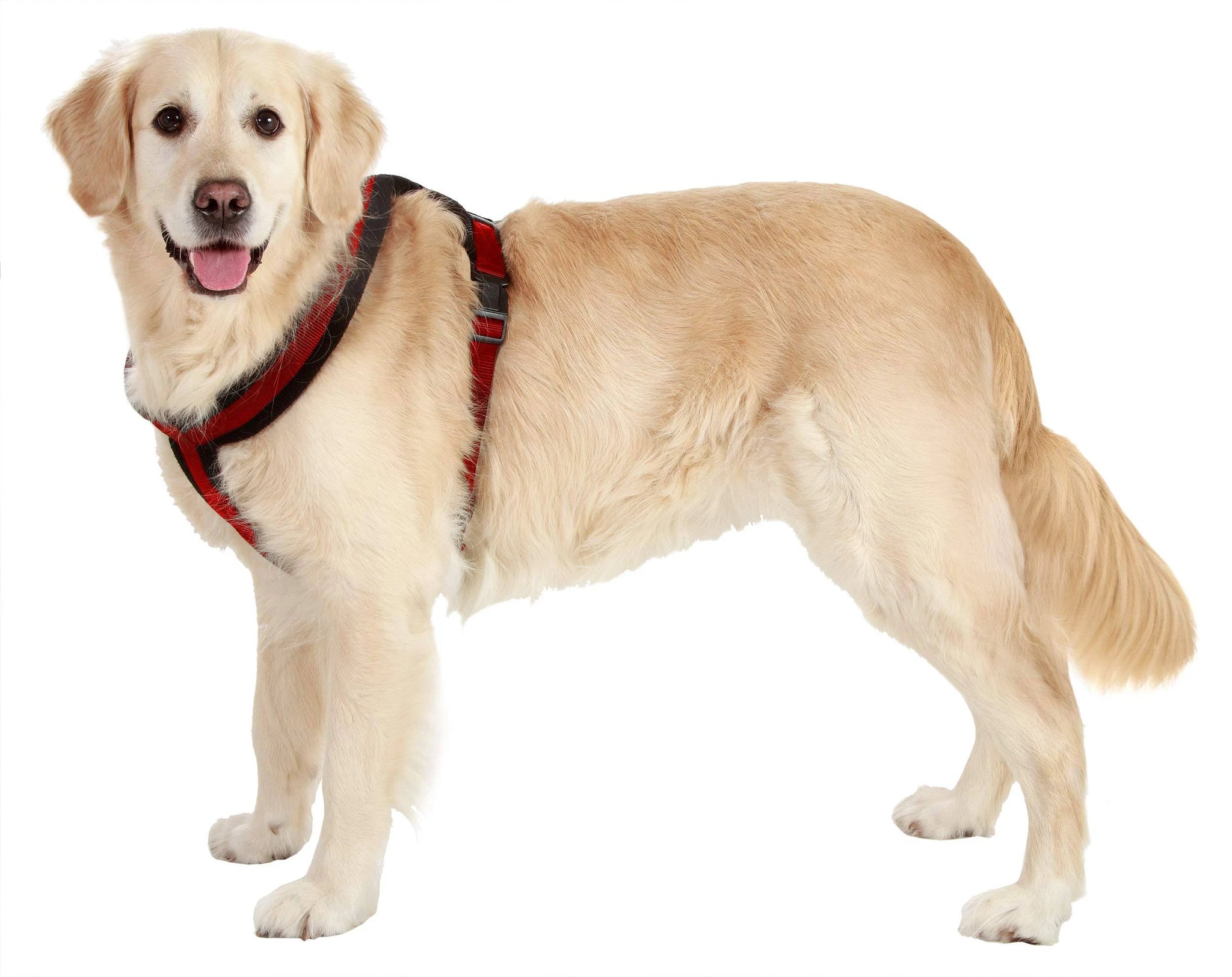 Karlie Flamingo Art Sportiv Plus 1031182 Cross Harness 25 mm 58-70 cm Black/Red