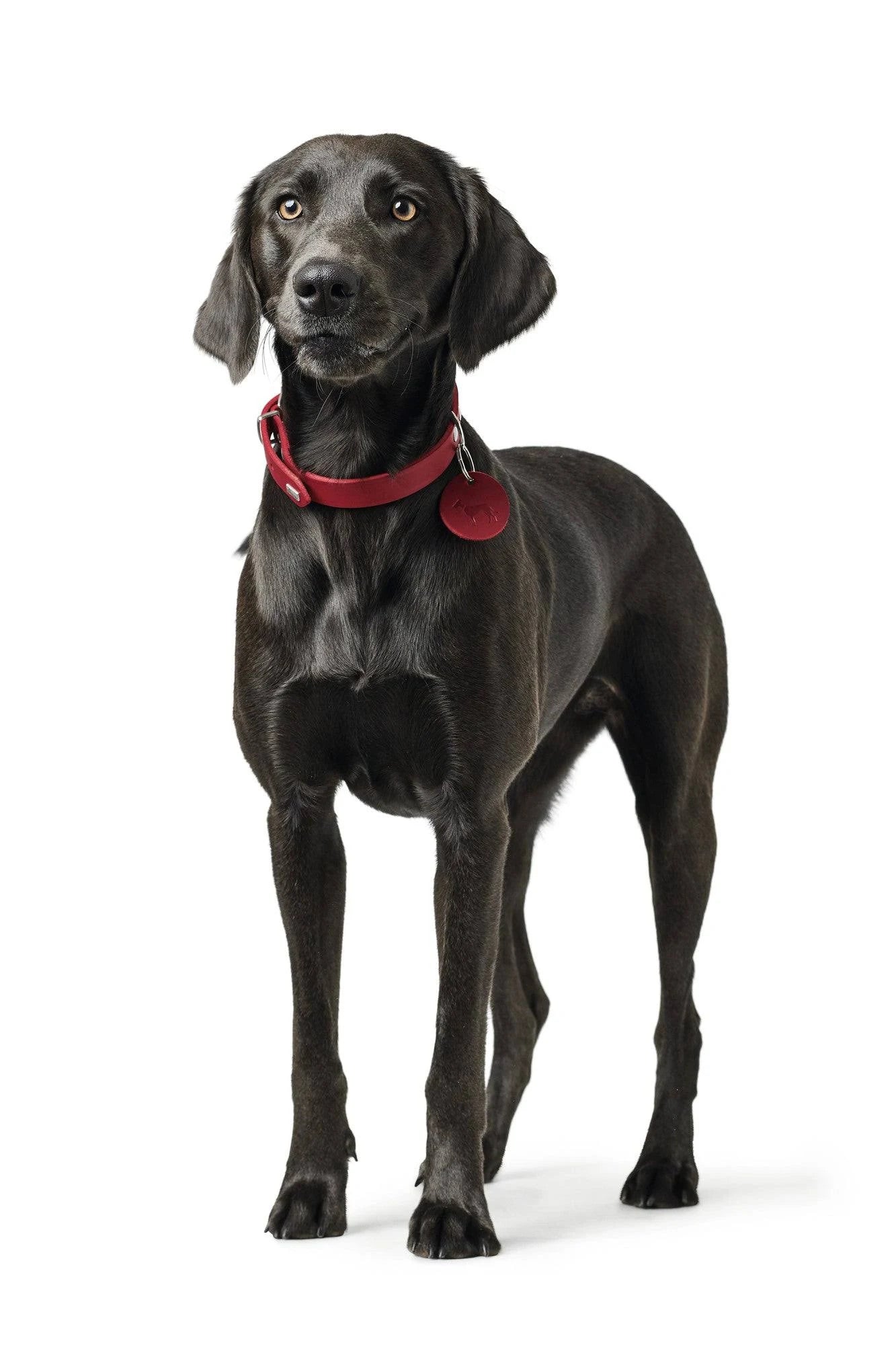 Dog Collar Hunter Aalborg