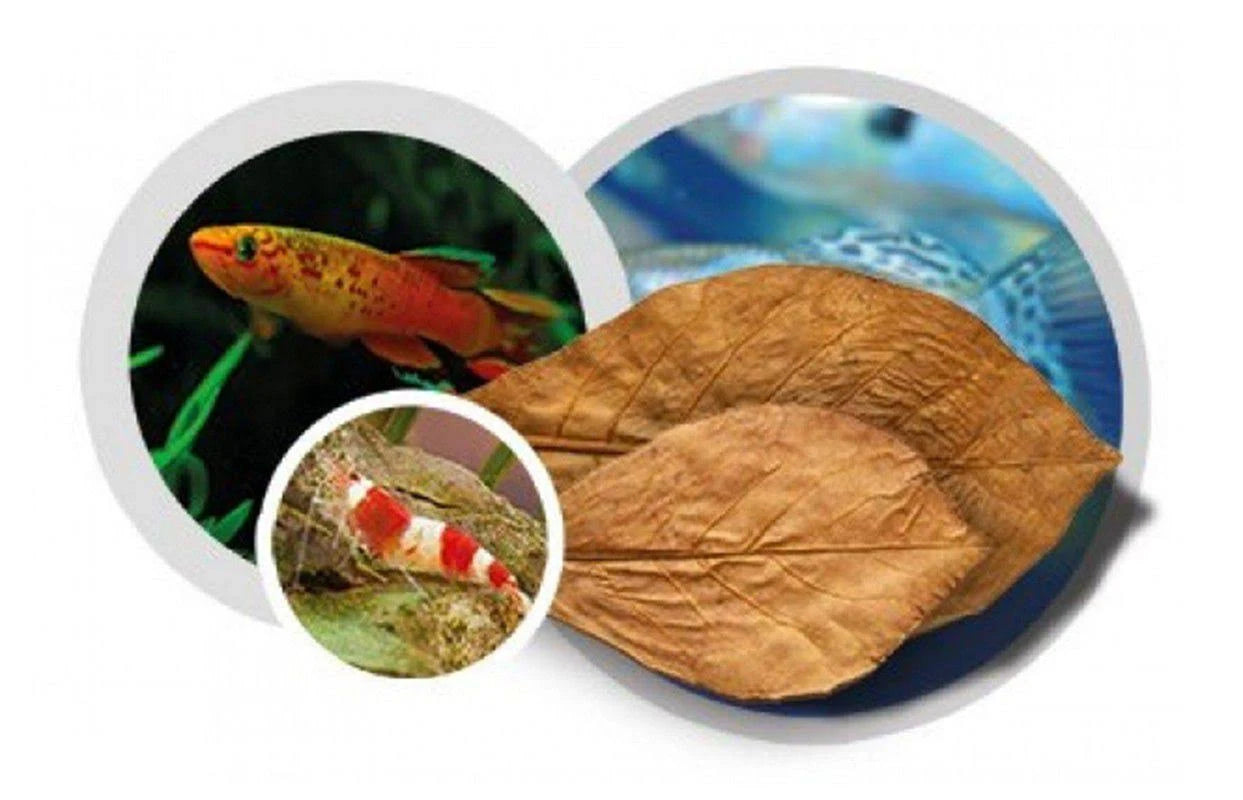 Easy Life Catappa-X 100 ml