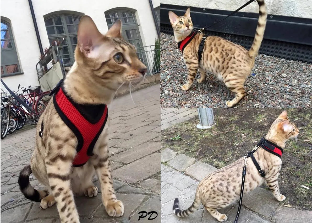 Hunter Harness Manoa Vario Rapid Black