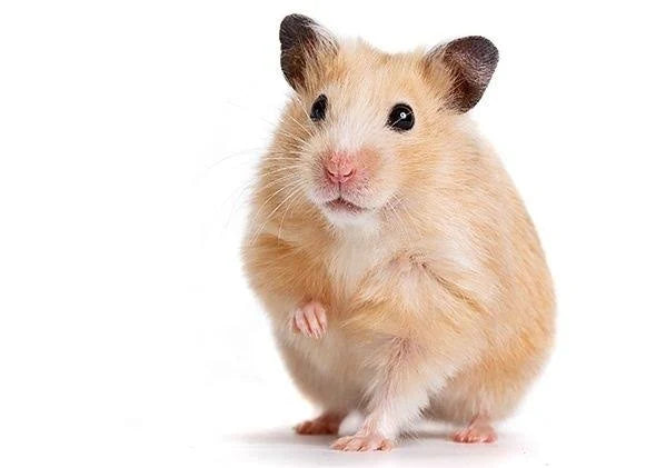 Versele-Laga Nature Mini Hamster Size: 400 G