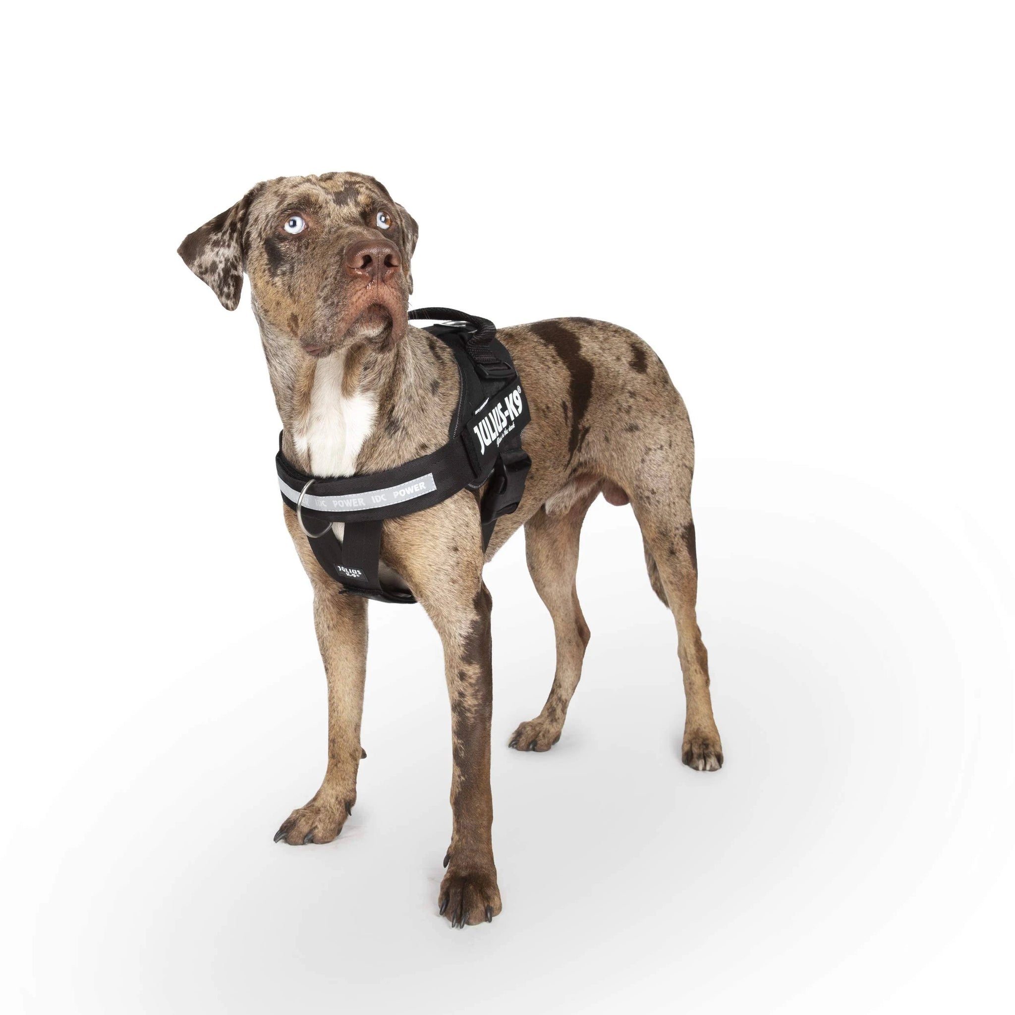 Julius-K9, IDC Powerharness, Dog Harness with Front Control Y-Belt, Size: L/1, Black