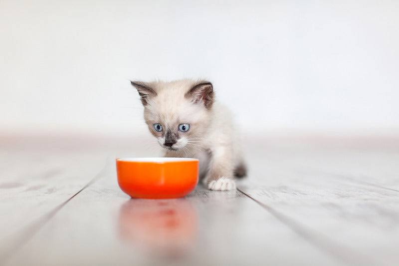 Carnilove Salmon & Turkey Kitten Food 2kg