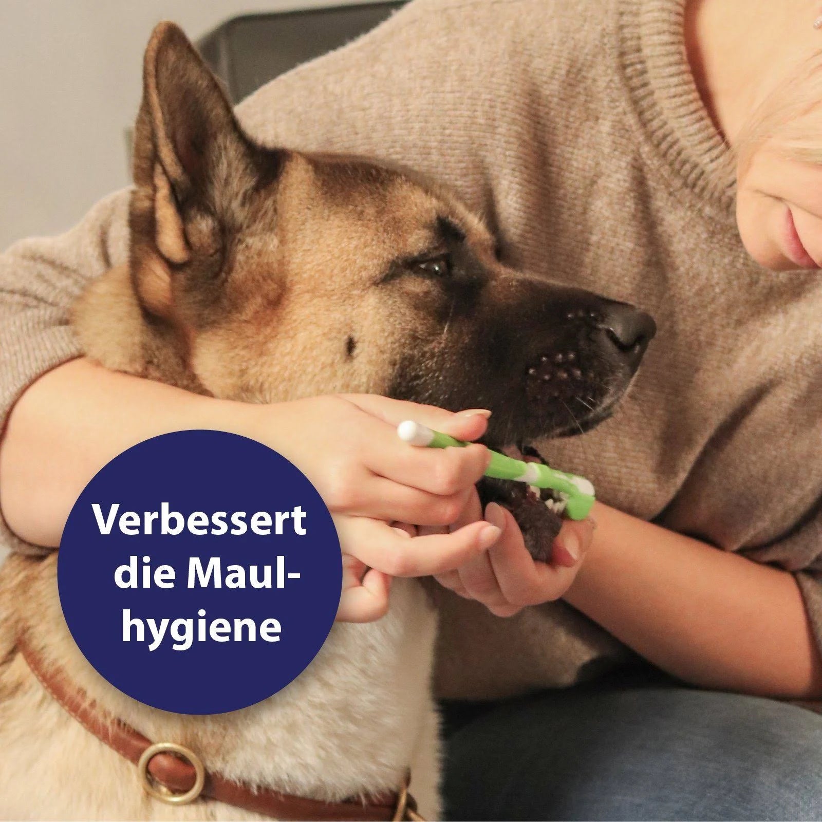 Canosept Dog Dental Care Kit (3 Pieces) - Dog Toothbrush and Toothpaste - Dog ...