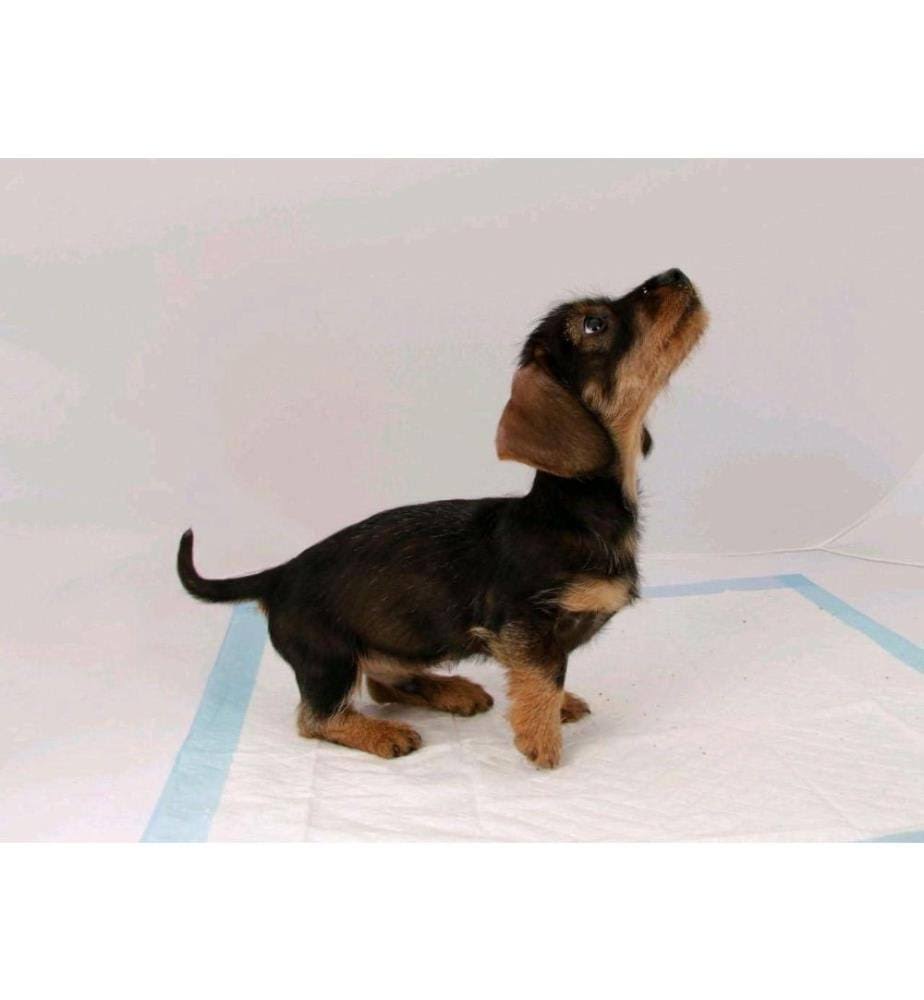 Beaphar Puppy Pads - Pack of 30