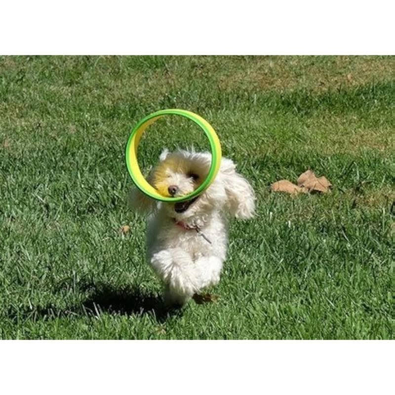 HurriK9 Flying Ring Launcher Dog Exerciser Starter Pack Quickly Exercises Your ...