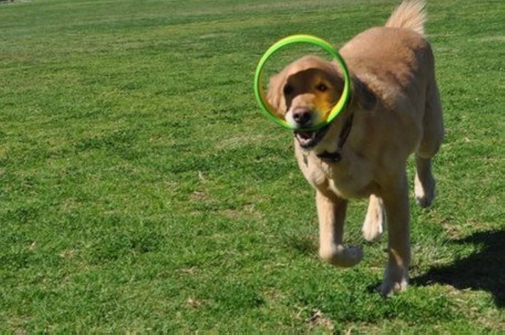 HurriK9 Flying Ring Launcher Dog Exerciser Starter Pack Quickly Exercises Your ...