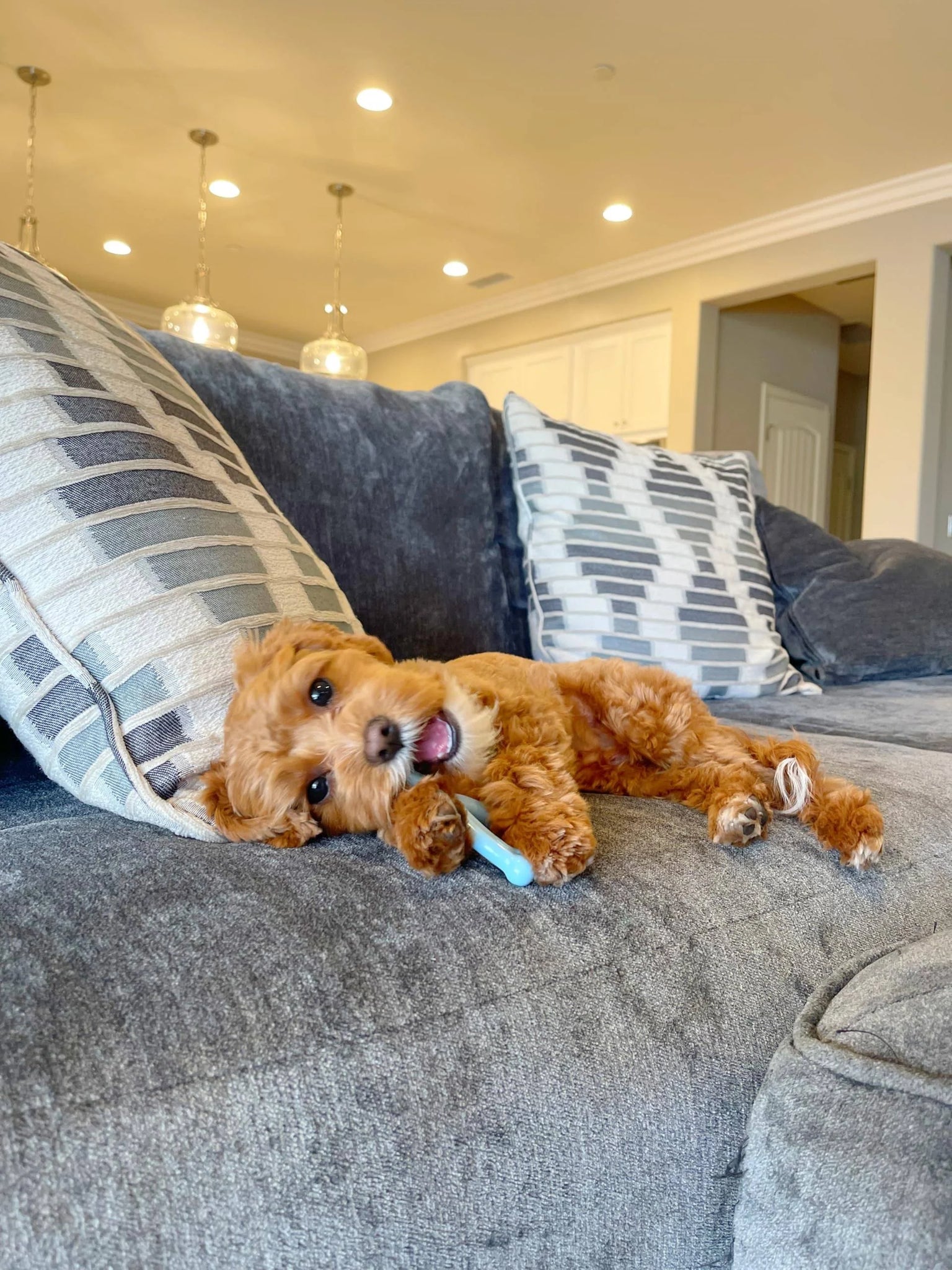 Nylabone - Blue Wishbone Puppy Teething Chew Toy - Chicken - X-Small/Petite