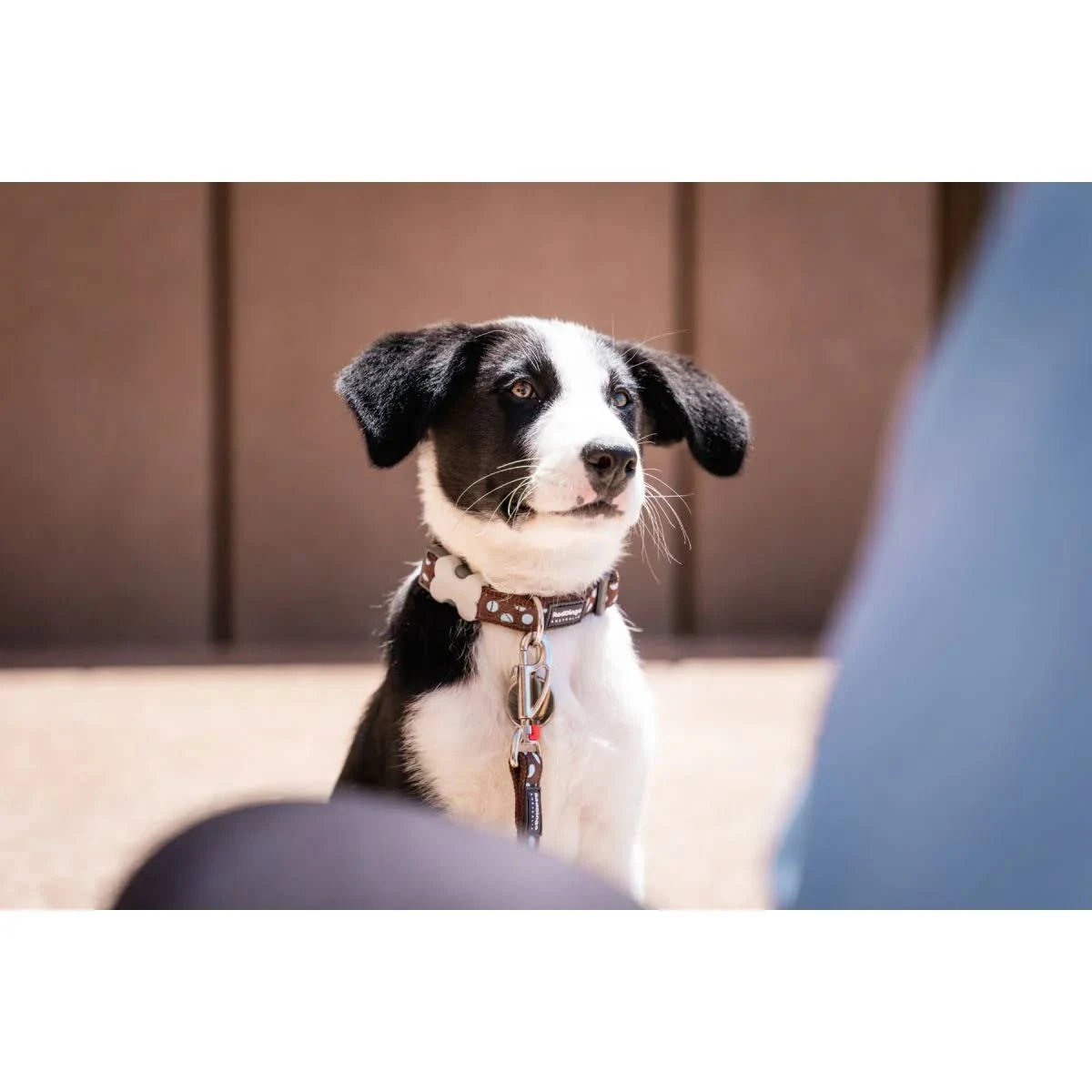 Red Dingo Blue Spots Brown Small Dog Collar