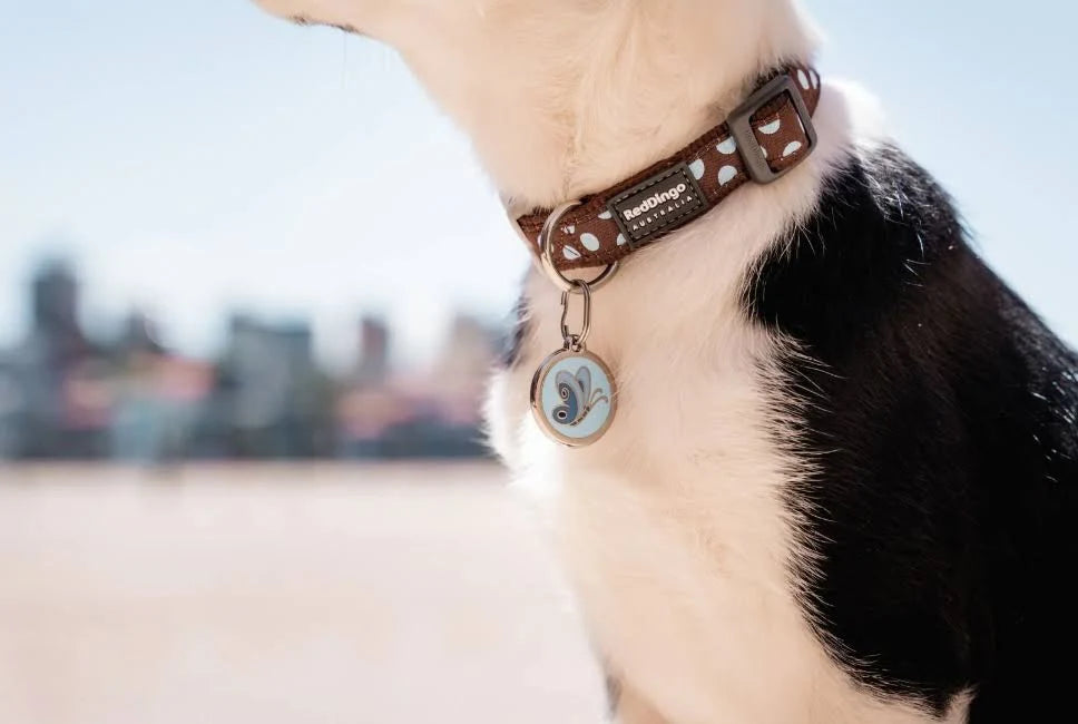 Red Dingo Blue Spots Brown Small Dog Collar